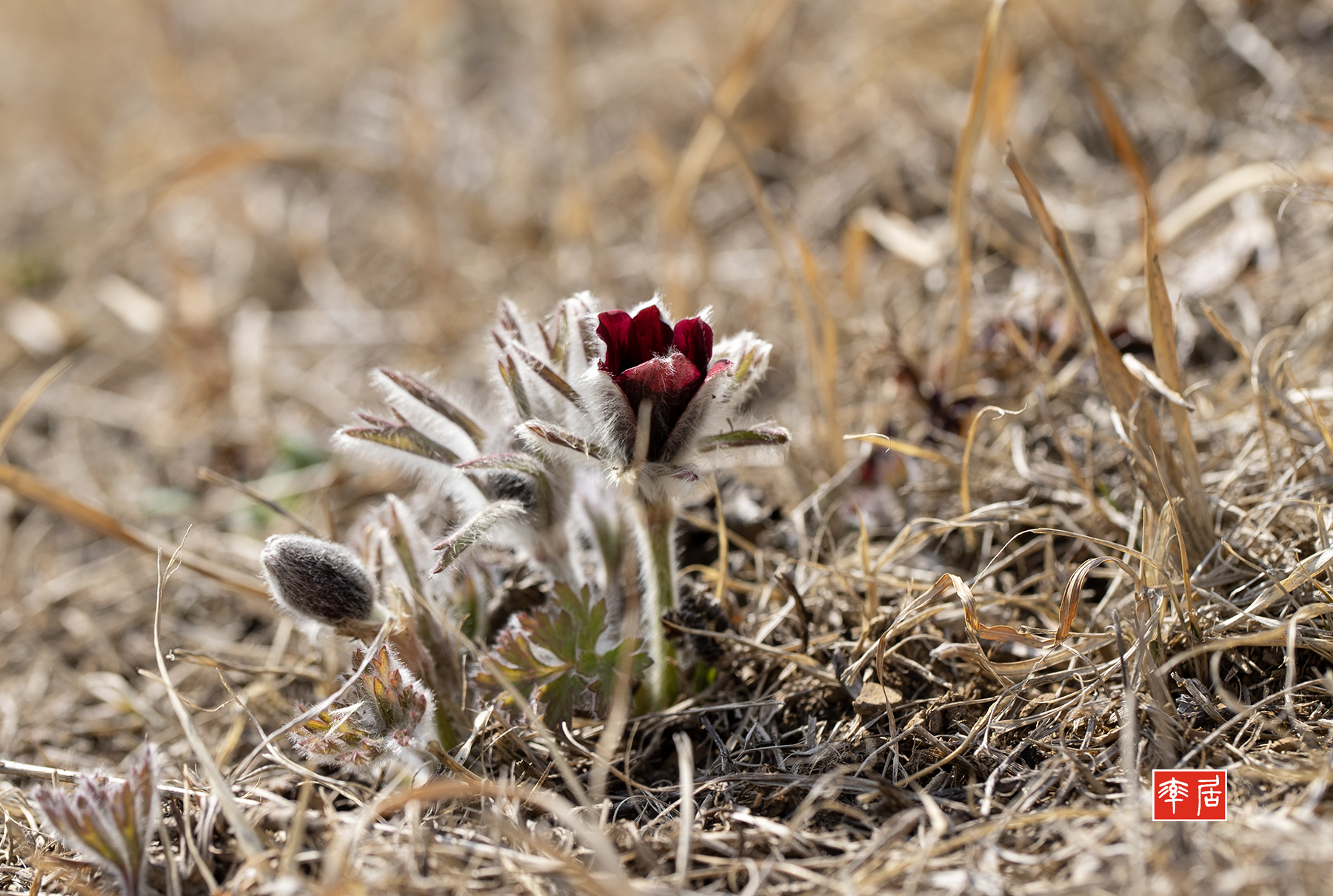 PHOTO BY changickheun | Canon EOS-1D X Mark III | 2024:03:15 14:00:58 | ISO-100 | 1/400 sec | f 5.6 | 100 mm | EV=0 | ● WIDTH:1800 pixels  HEIGHT:1210 pixels