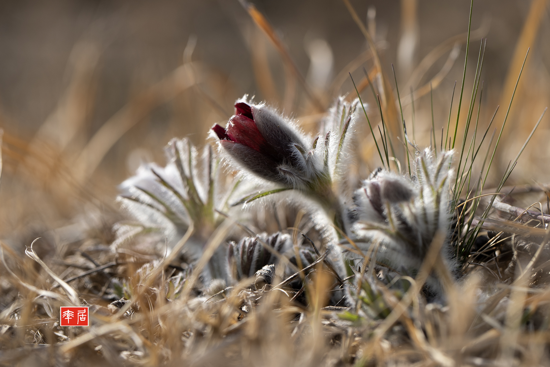 PHOTO BY changickheun | Canon EOS-1D X Mark III | 2024:03:15 14:50:19 | ISO-100 | 1/320 sec | f 5.6 | 100 mm | EV=0 | ● WIDTH:1800 pixels  HEIGHT:1203 pixels