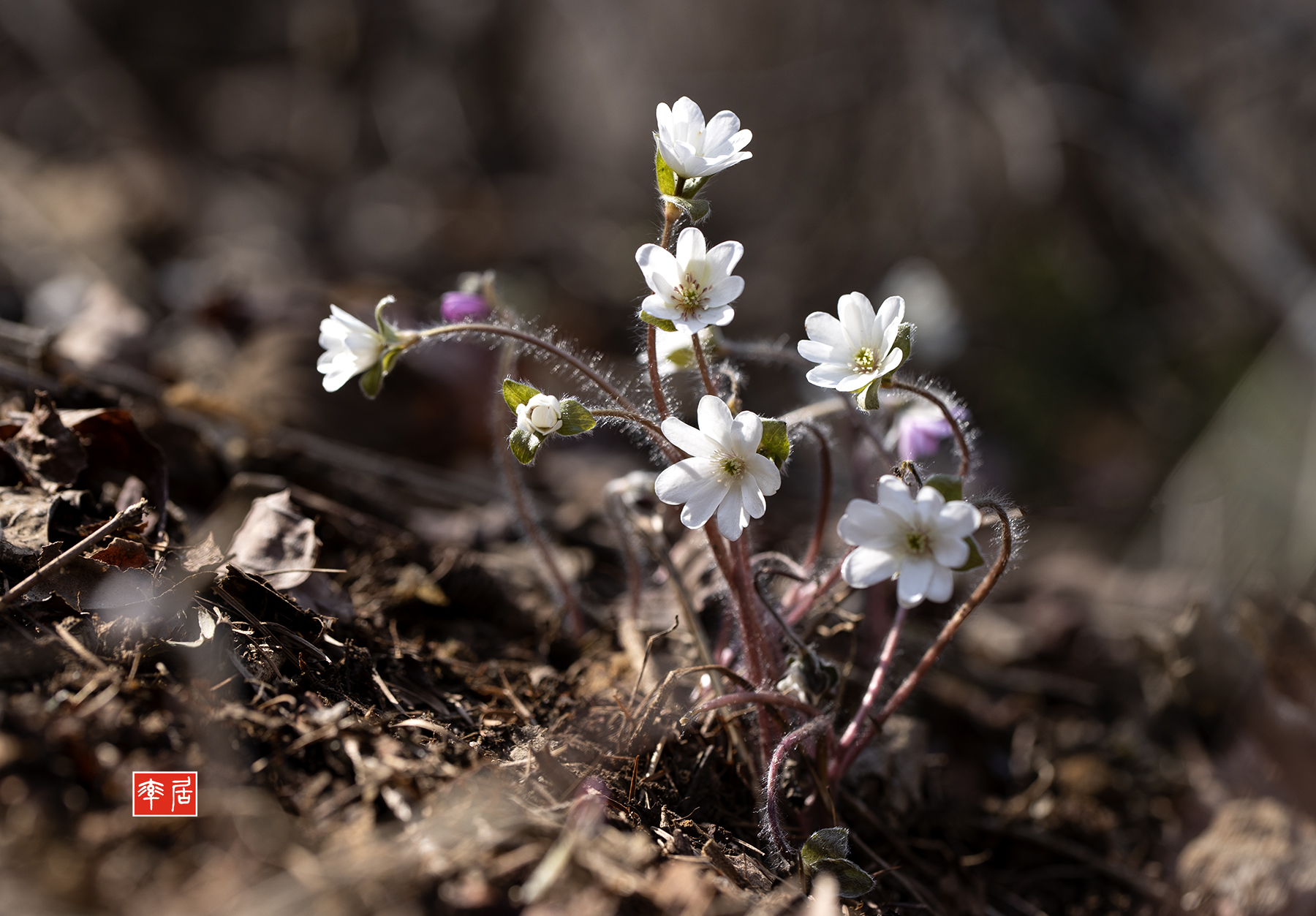 PHOTO BY changickheun | Canon EOS-1D X Mark III | 2024:03:15 11:45:25 | ISO-200 | 1/200 sec | f 5.6 | 100 mm | EV=0 | ● WIDTH:1800 pixels  HEIGHT:1253 pixels