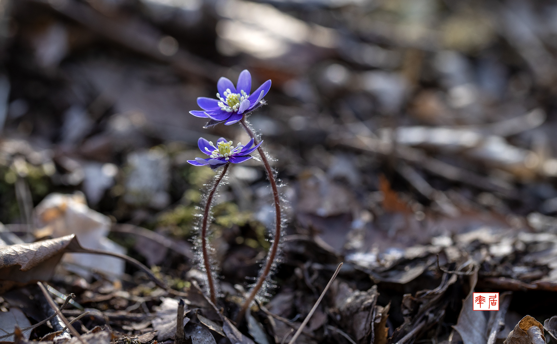 PHOTO BY changickheun | Canon EOS-1D X Mark III | 2024:03:14 13:33:07 | ISO-200 | 1/160 sec | f 5.6 | 100 mm | EV=0 | ● WIDTH:1800 pixels  HEIGHT:1113 pixels