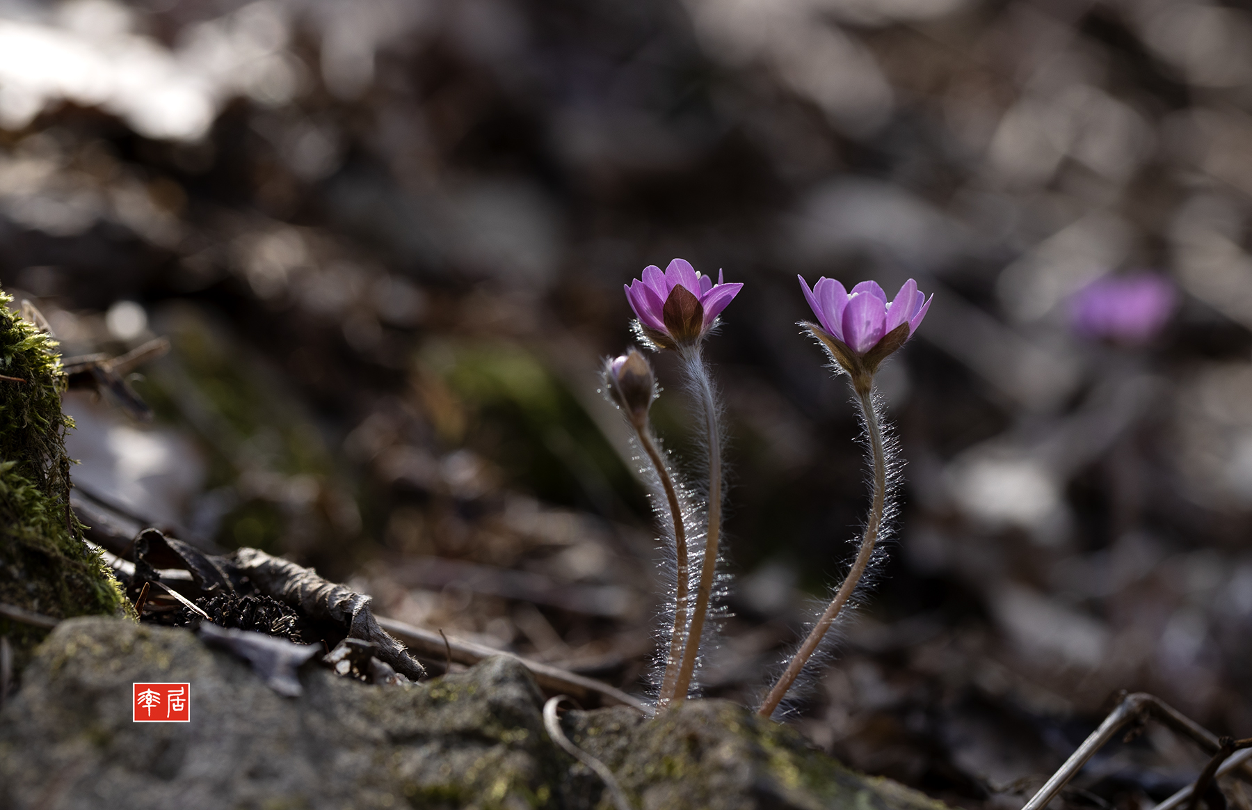 PHOTO BY changickheun | Canon EOS-1D X Mark III | 2024:03:15 12:15:52 | ISO-200 | 1/160 sec | f 6.3 | 100 mm | EV=0 | ● WIDTH:1800 pixels  HEIGHT:1164 pixels