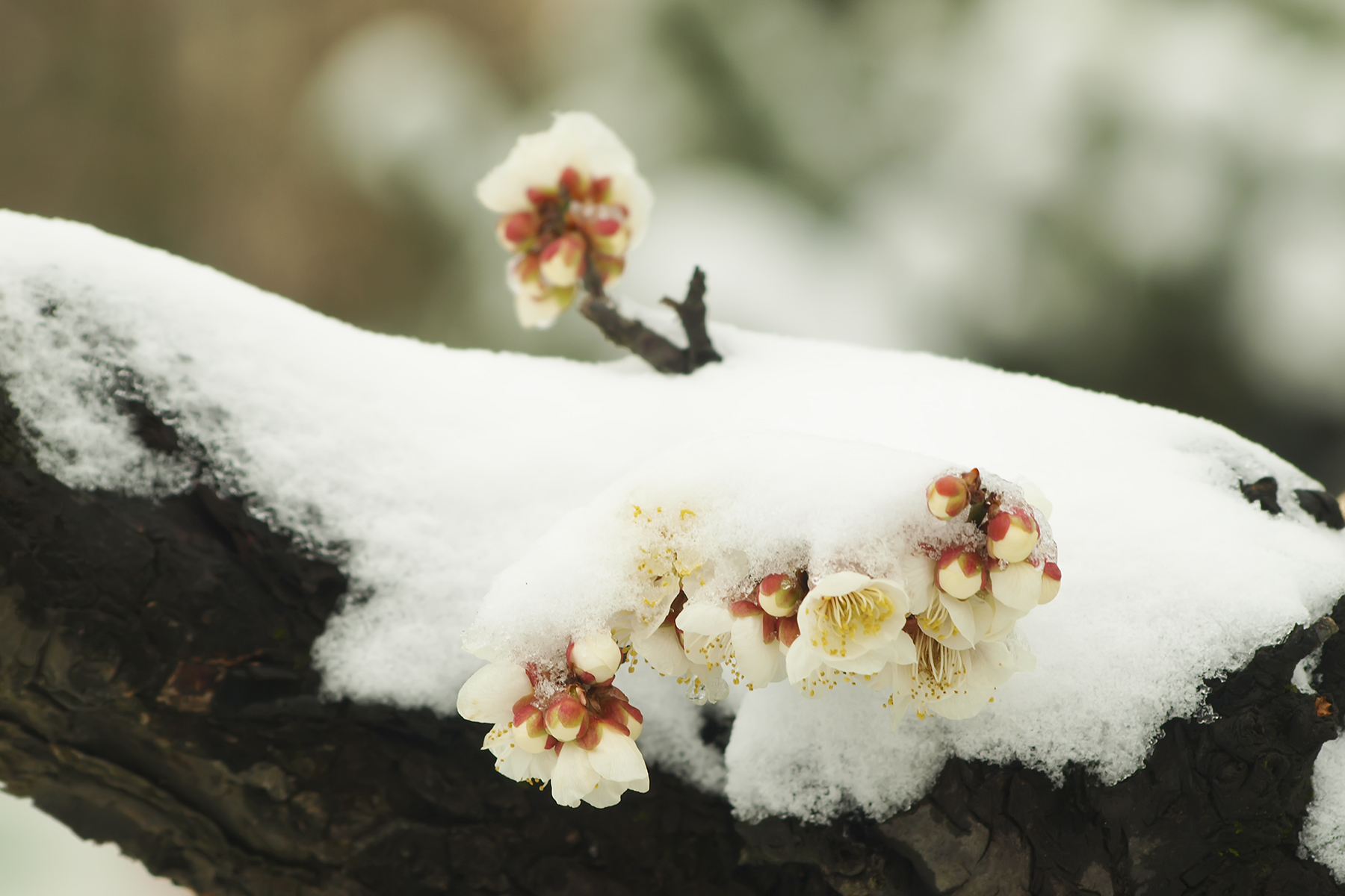 PHOTO BY WO2YA LAB | Canon EOS-1D X Mark II | 2024:02:23 10:59:54 | ISO-3200 | 1/2000 sec | f 11 | 400 mm | EV=0 | ● WIDTH:1800 pixels  HEIGHT:1200 pixels