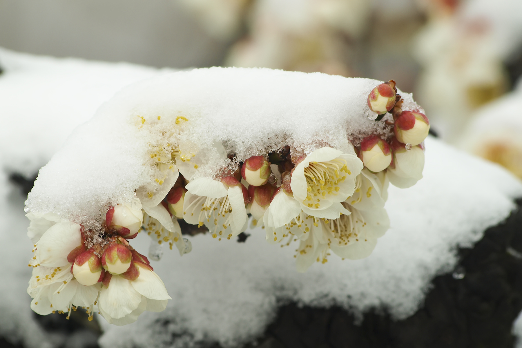 PHOTO BY WO2YA LAB | Canon EOS-1D X Mark II | 2024:02:23 10:59:54 | ISO-3200 | 1/2000 sec | f 14 | 400 mm | EV=0 | ● WIDTH:1800 pixels  HEIGHT:1200 pixels