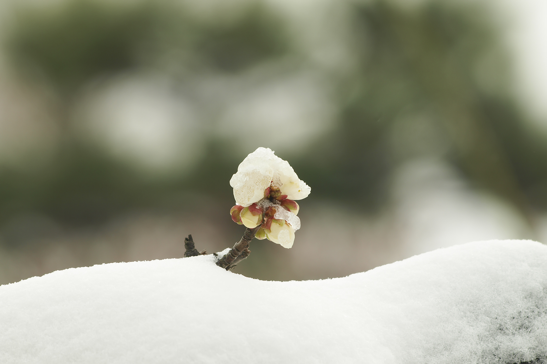 PHOTO BY WO2YA LAB | Canon EOS-1D X Mark II | 2024:02:23 10:59:54 | ISO-3200 | 1/2000 sec | f 14 | 400 mm | EV=0 | ● WIDTH:1800 pixels  HEIGHT:1200 pixels