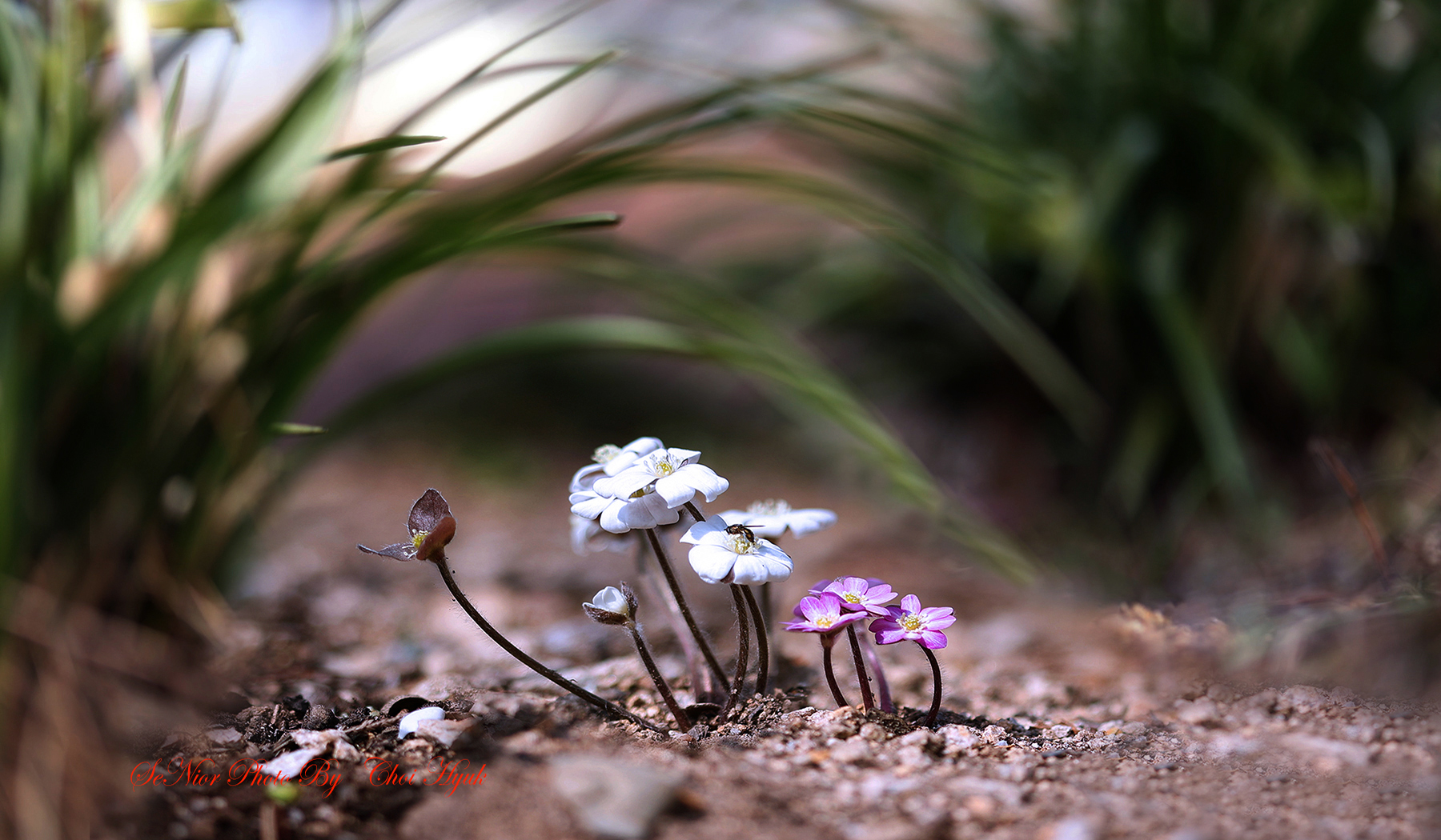 PHOTO BY  | Canon EOS R6 | 2024:03:16 10:59:40 | ISO-100 | 1/250 sec | f 2.8 | 100 mm | EV=0 | ● WIDTH:1800 pixels  HEIGHT:1050 pixels