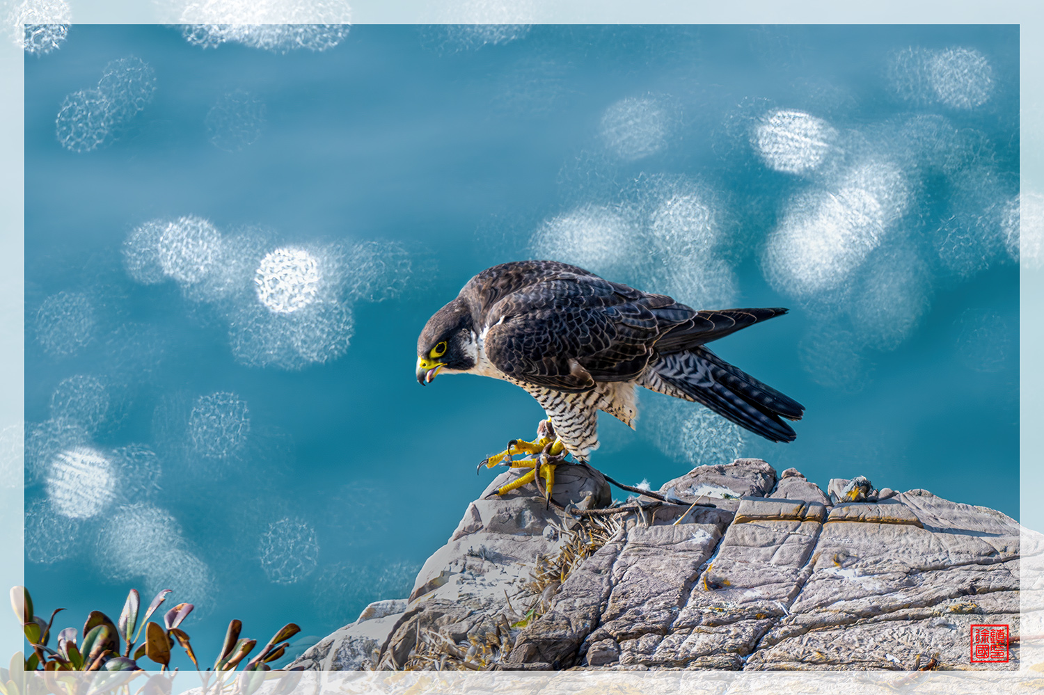 PHOTO BY  | NIKON Z 9 | 2024:03:16 09:05:27 | ISO-450 | 1/1250 sec | f 5.6 | 840 mm | EV=0.3 | ● WIDTH:1500 pixels  HEIGHT:999 pixels