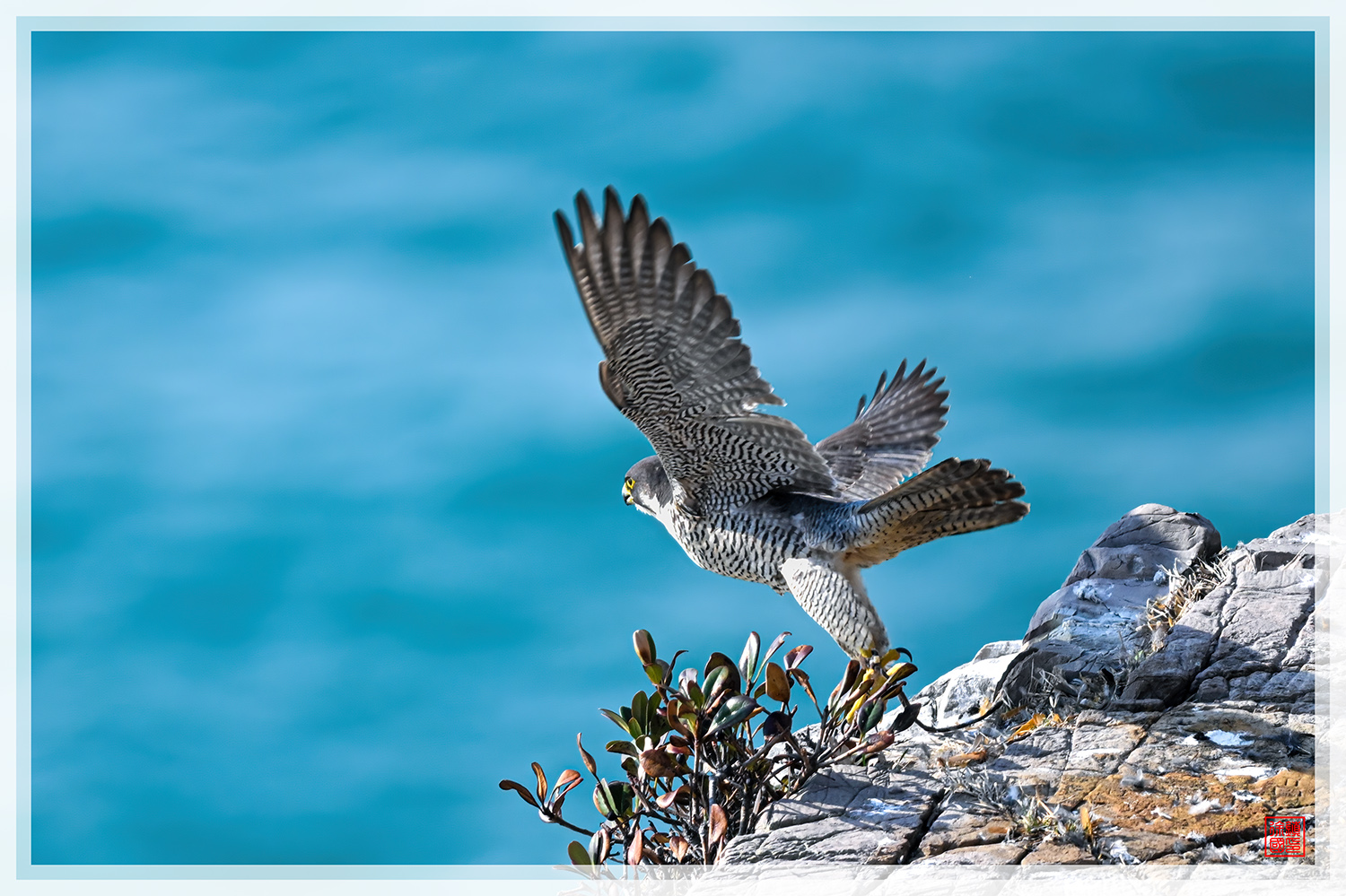 PHOTO BY  | NIKON Z 9 | 2024:03:16 09:08:53 | ISO-400 | 1/1250 sec | f 5.6 | 840 mm | EV=0.3 | ● WIDTH:1500 pixels  HEIGHT:999 pixels