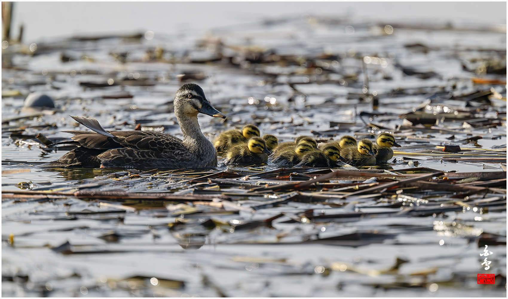 PHOTO BY  | NIKON Z 9 | 2024:03:13 09:43:31 | ISO-1250 | 1/5000 sec | f 5.6 | 840 mm | EV=0.3 | ● WIDTH:1700 pixels  HEIGHT:1000 pixels