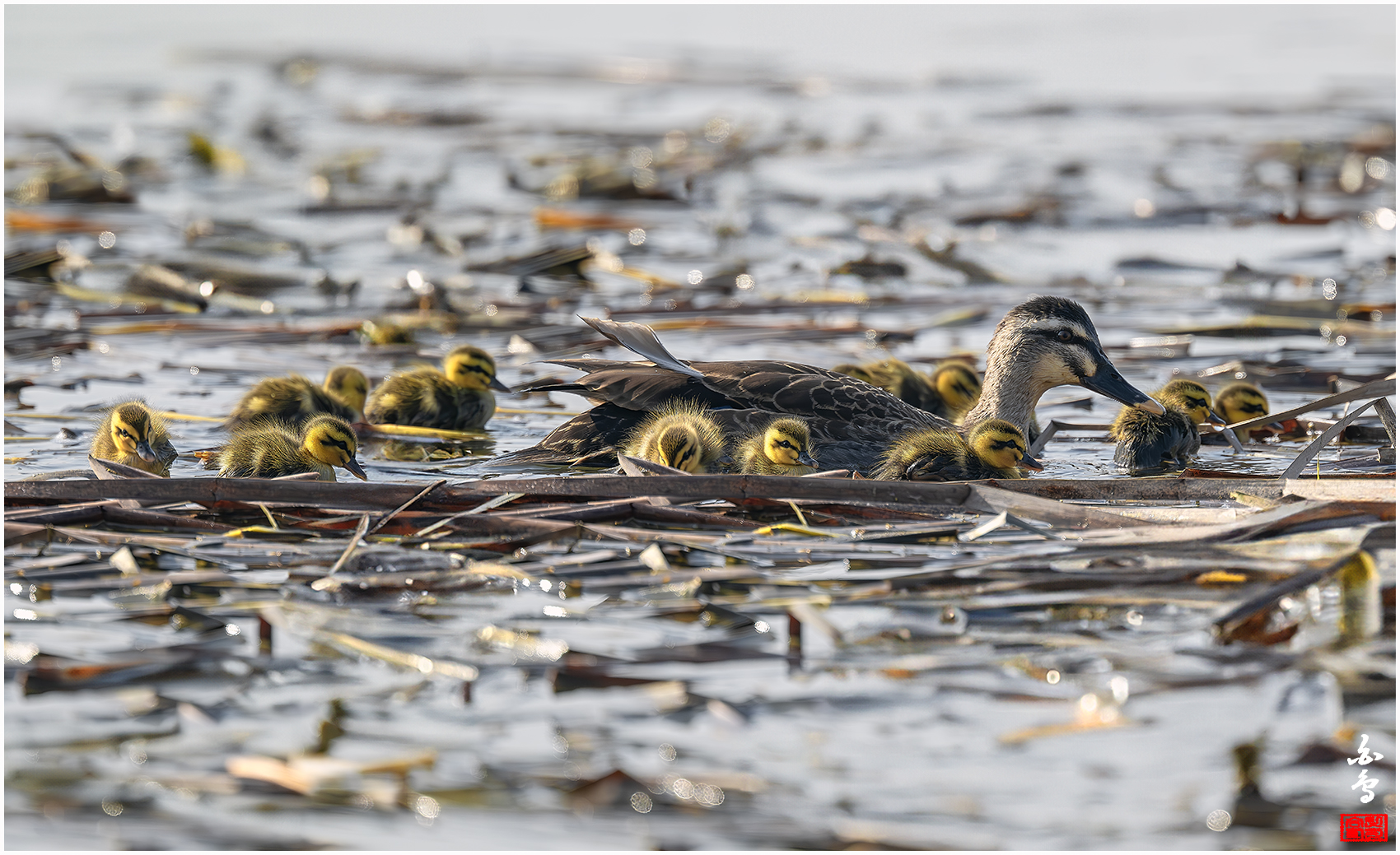 PHOTO BY  | NIKON Z 9 | 2024:03:13 09:43:40 | ISO-1250 | 1/4000 sec | f 5.6 | 840 mm | EV=0.3 | ● WIDTH:1700 pixels  HEIGHT:1039 pixels