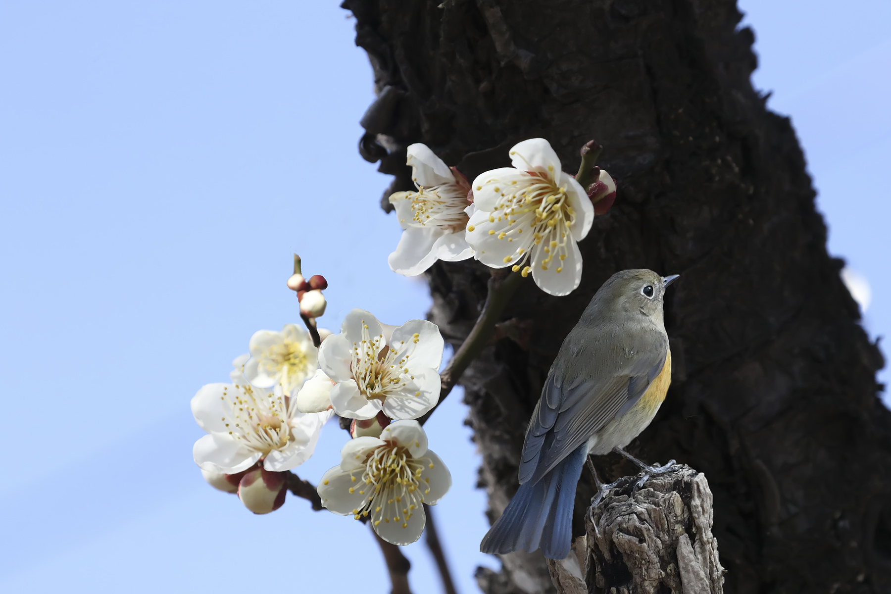 PHOTO BY WO2YA LAB | Canon EOS-1D X Mark II | 2024:03:04 11:19:13 | ISO-3200 | 1/8000 sec | f 7.1 | 300 mm | EV=0 | ● WIDTH:1800 pixels  HEIGHT:1200 pixels