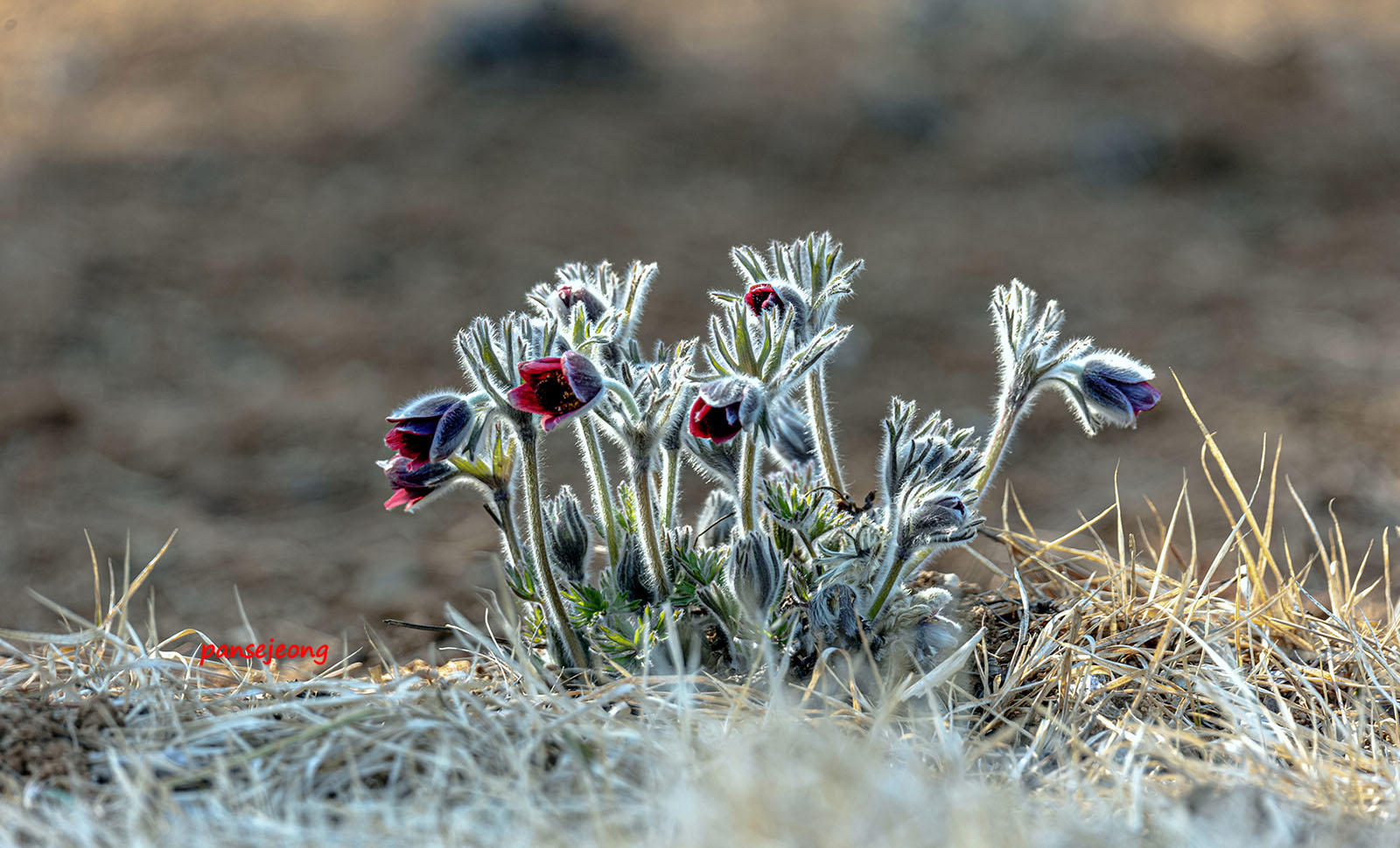 PHOTO BY jps | Canon EOS R6 | 2024:03:15 15:27:44 | ISO-100 | 1/100 sec | f 7.1 | 510 mm | EV=-0.3 | ● WIDTH:1600 pixels  HEIGHT:970 pixels