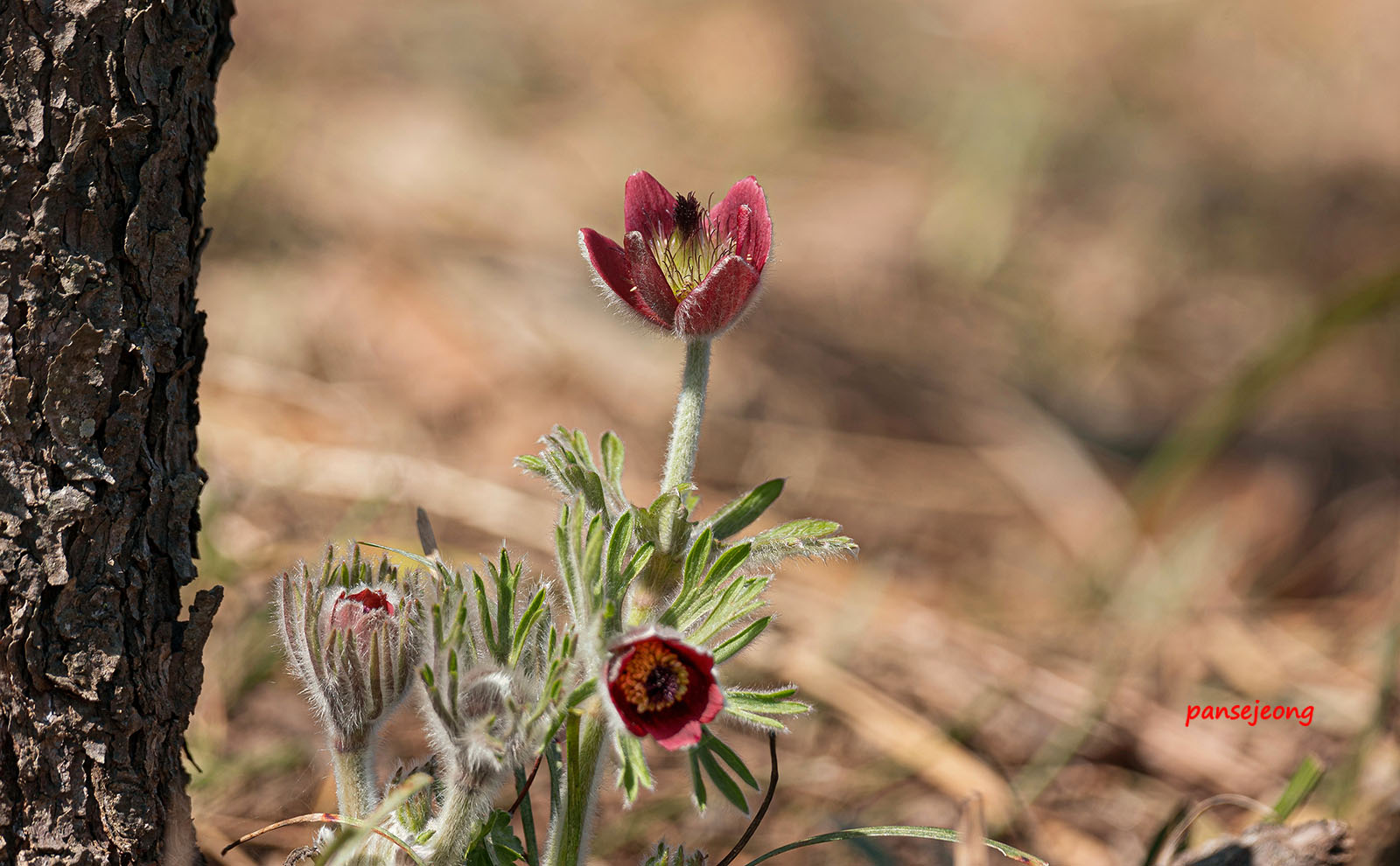 PHOTO BY jps | Canon EOS R6 | 2024:03:15 15:31:04 | ISO-100 | 1/200 sec | f 7.1 | 600 mm | EV=0 | ● WIDTH:1600 pixels  HEIGHT:990 pixels