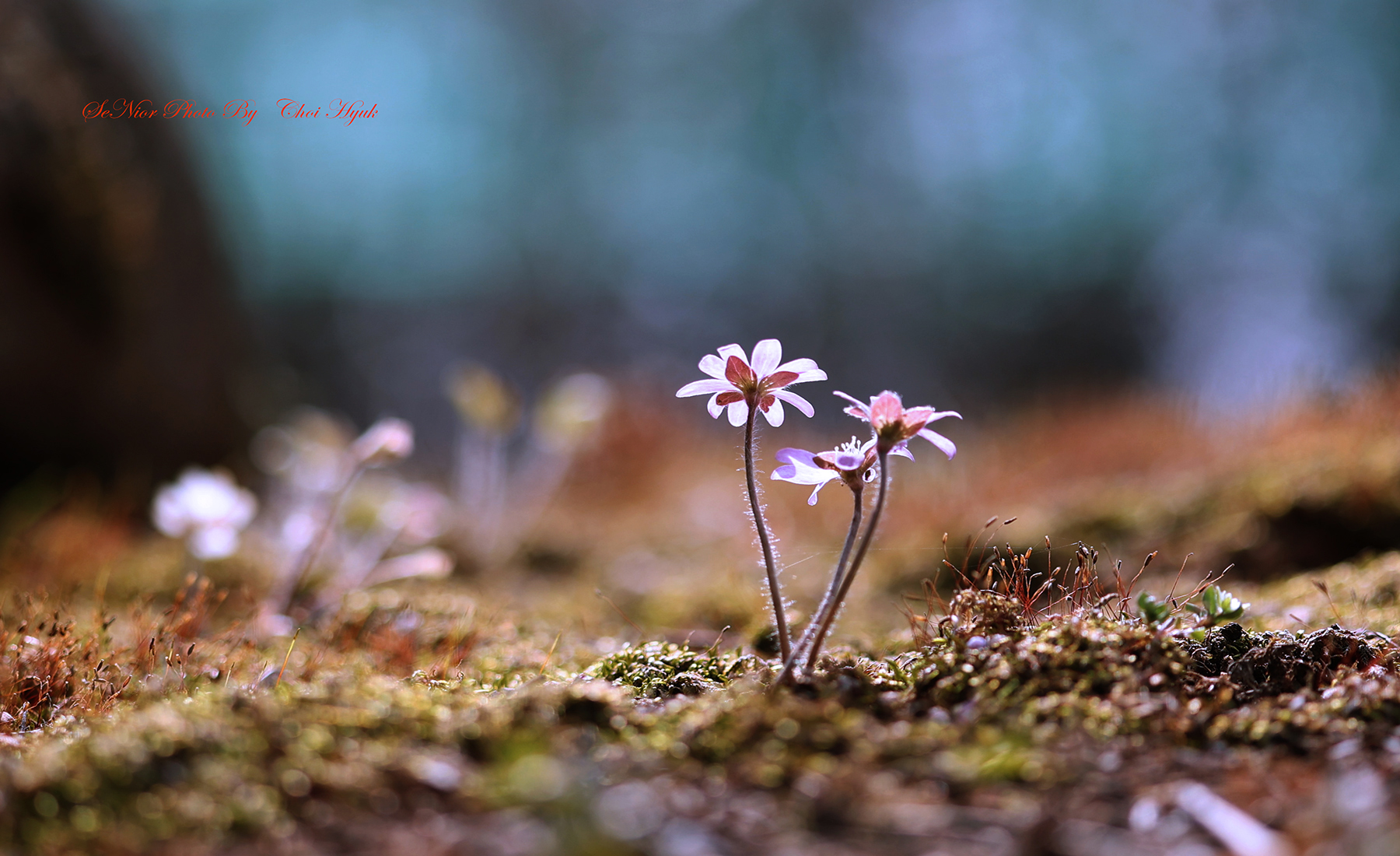 PHOTO BY  | Canon EOS R6 | 2024:03:16 10:45:52 | ISO-100 | 1/800 sec | f 2.8 | 100 mm | EV=0 | ● WIDTH:1800 pixels  HEIGHT:1100 pixels