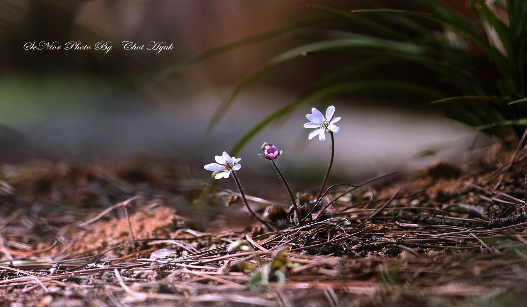 PHOTO BY  | Canon EOS R6 | 2024:03:16 10:51:46 | ISO-100 | 1/320 sec | f 2.8 | 100 mm | EV=0 | ● WIDTH:1800 pixels  HEIGHT:1050 pixels