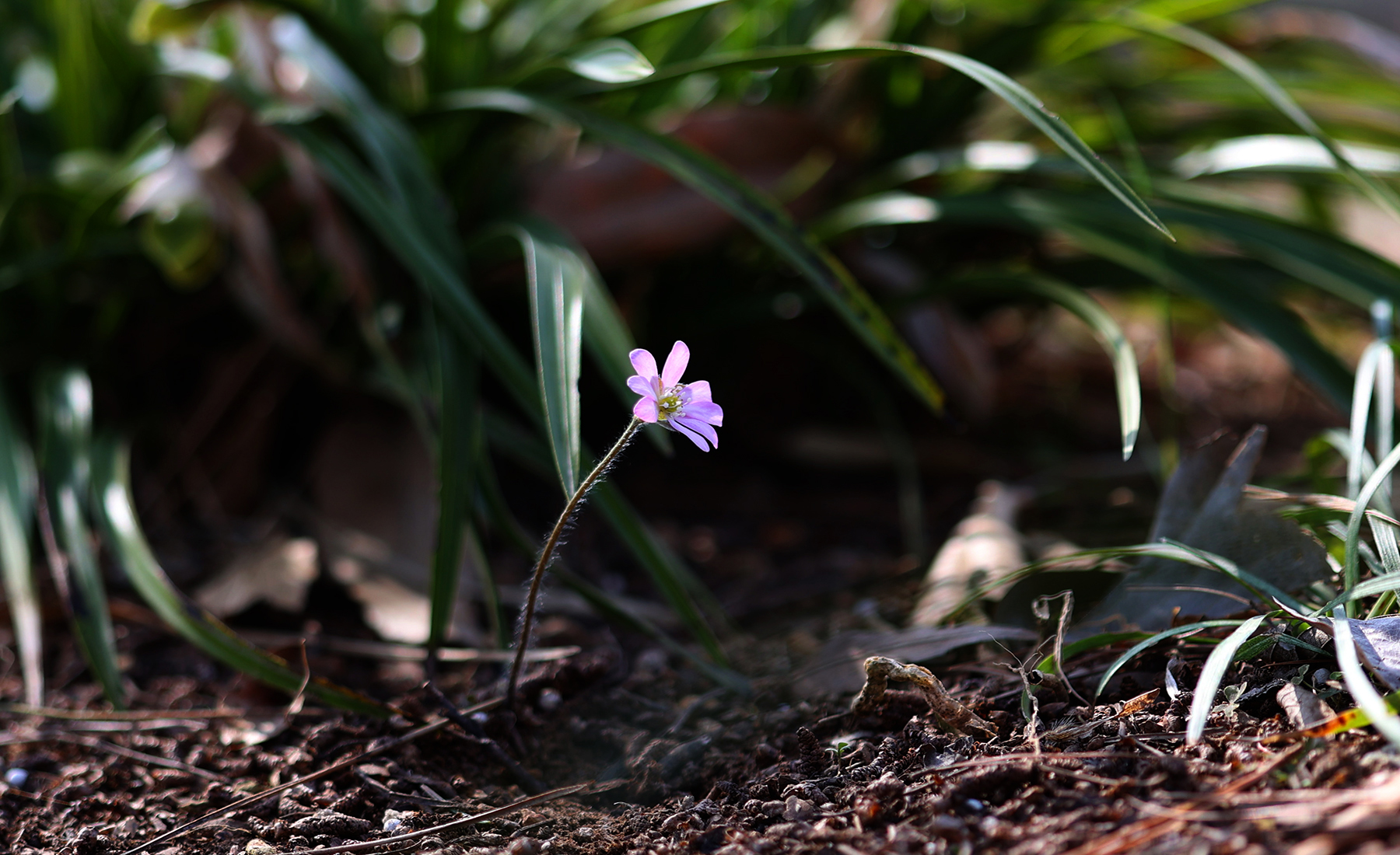 PHOTO BY  | Canon EOS R6 | 2024:03:16 10:52:09 | ISO-100 | 1/320 sec | f 2.8 | 100 mm | EV=0 | ● WIDTH:1800 pixels  HEIGHT:1100 pixels