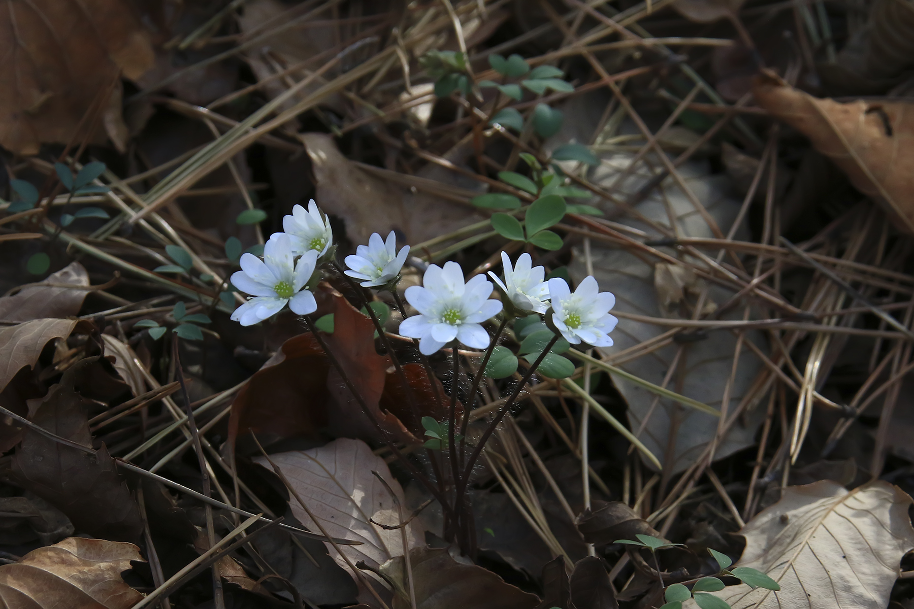 PHOTO BY HNalim | Canon EOS 7D Mark II | 2024:03:16 16:10:23 | ISO-1000 | 1/6400 sec | f 8 | 340 mm | EV=0 | ● WIDTH:1800 pixels  HEIGHT:1200 pixels