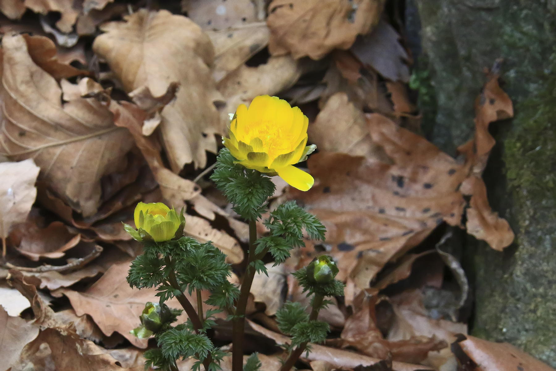 PHOTO BY HNalim | Canon EOS 7D Mark II | 2024:03:16 16:10:23 | ISO-1000 | 1/6400 sec | f 8 | 340 mm | EV=0 | ● WIDTH:1800 pixels  HEIGHT:1200 pixels