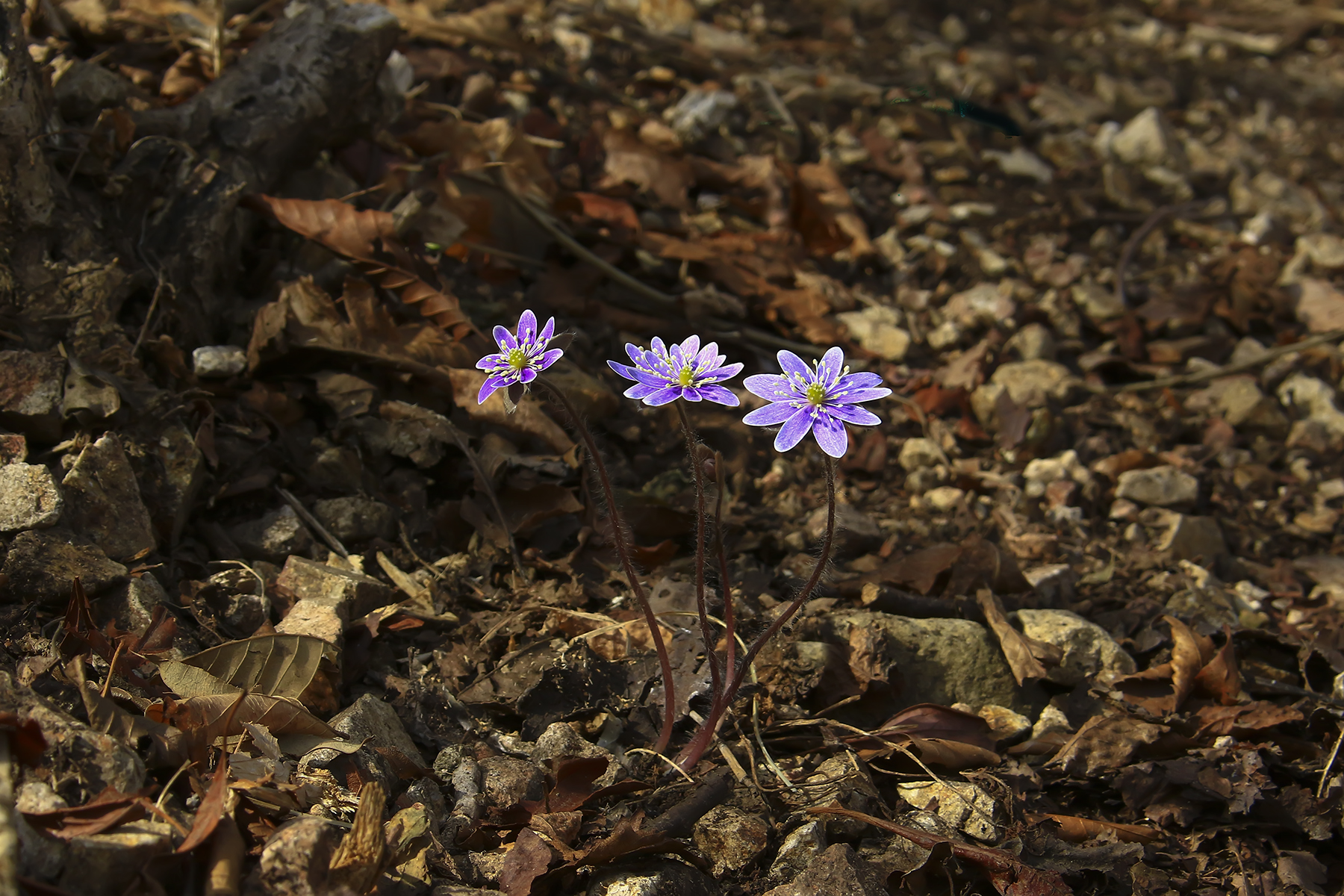 PHOTO BY HNalim | Canon EOS 7D Mark II | 2024:03:16 16:10:23 | ISO-1000 | 1/6400 sec | f 8 | 340 mm | EV=0 | ● WIDTH:1800 pixels  HEIGHT:1200 pixels