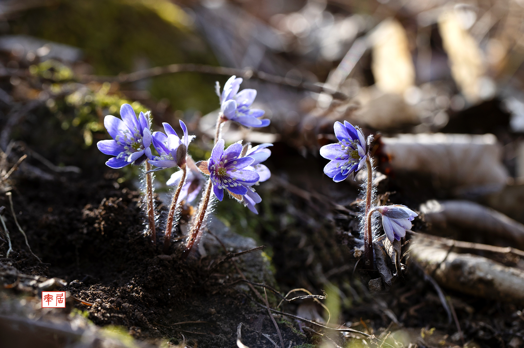 PHOTO BY changickheun | Canon EOS-1D X Mark III | 2024:03:14 12:07:54 | ISO-200 | 1/160 sec | f 6.3 | 100 mm | EV=0 | ● WIDTH:1800 pixels  HEIGHT:1194 pixels