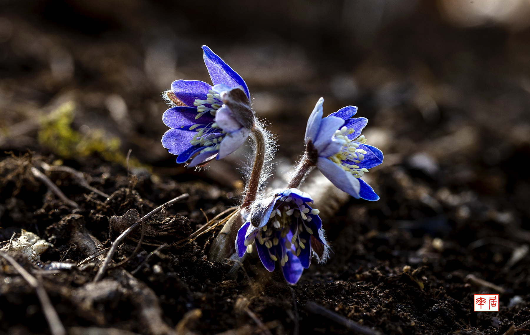 PHOTO BY changickheun | Canon EOS-1D X Mark III | 2024:03:14 12:03:01 | ISO-200 | 1/250 sec | f 6.3 | 100 mm | EV=0 | ● WIDTH:1800 pixels  HEIGHT:1137 pixels