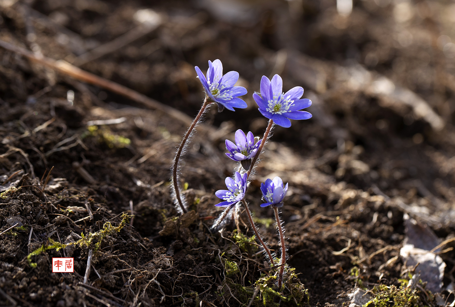 PHOTO BY changickheun | Canon EOS-1D X Mark III | 2024:03:14 12:04:28 | ISO-200 | 1/160 sec | f 6.3 | 100 mm | EV=0 | ● WIDTH:1800 pixels  HEIGHT:1216 pixels