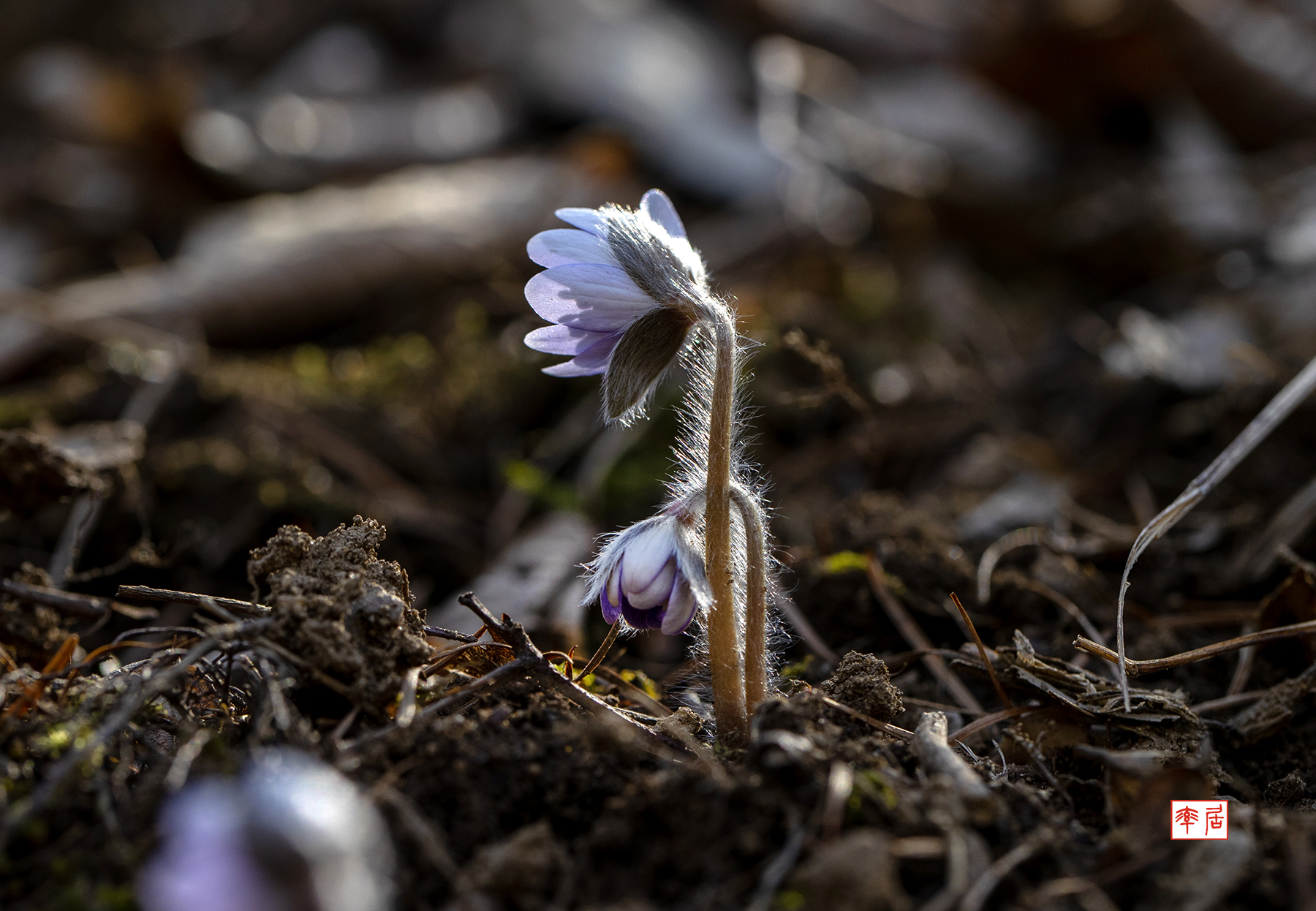 PHOTO BY changickheun | Canon EOS-1D X Mark III | 2024:03:14 11:59:20 | ISO-200 | 1/250 sec | f 6.3 | 100 mm | EV=0 | ● WIDTH:1800 pixels  HEIGHT:1246 pixels