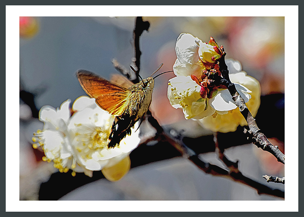 PHOTO BY  | NIKON D5500 | 2024:03:18 12:49:34 | ISO-800 | 1/1000 sec | f 8 | 300 mm | EV=0 | ● WIDTH:1200 pixels  HEIGHT:858 pixels