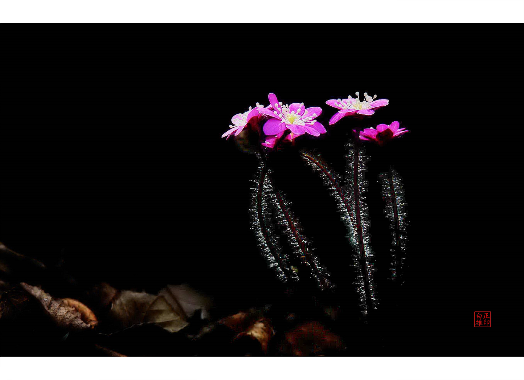 | PHOTO BY : 함월  |