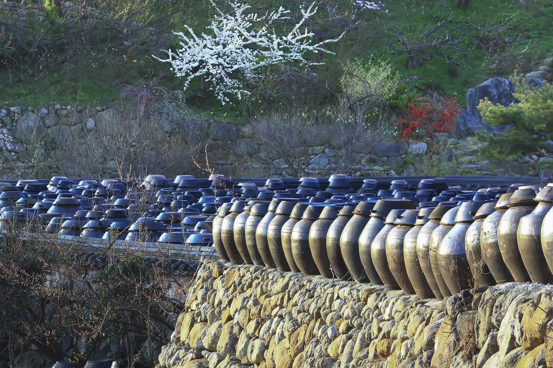 PHOTO BY HNalim | Canon EOS 7D Mark II | 2024:03:16 16:10:29 | ISO-1000 | 1/4000 sec | f 8 | 340 mm | EV=0 | ● WIDTH:1800 pixels  HEIGHT:1200 pixels