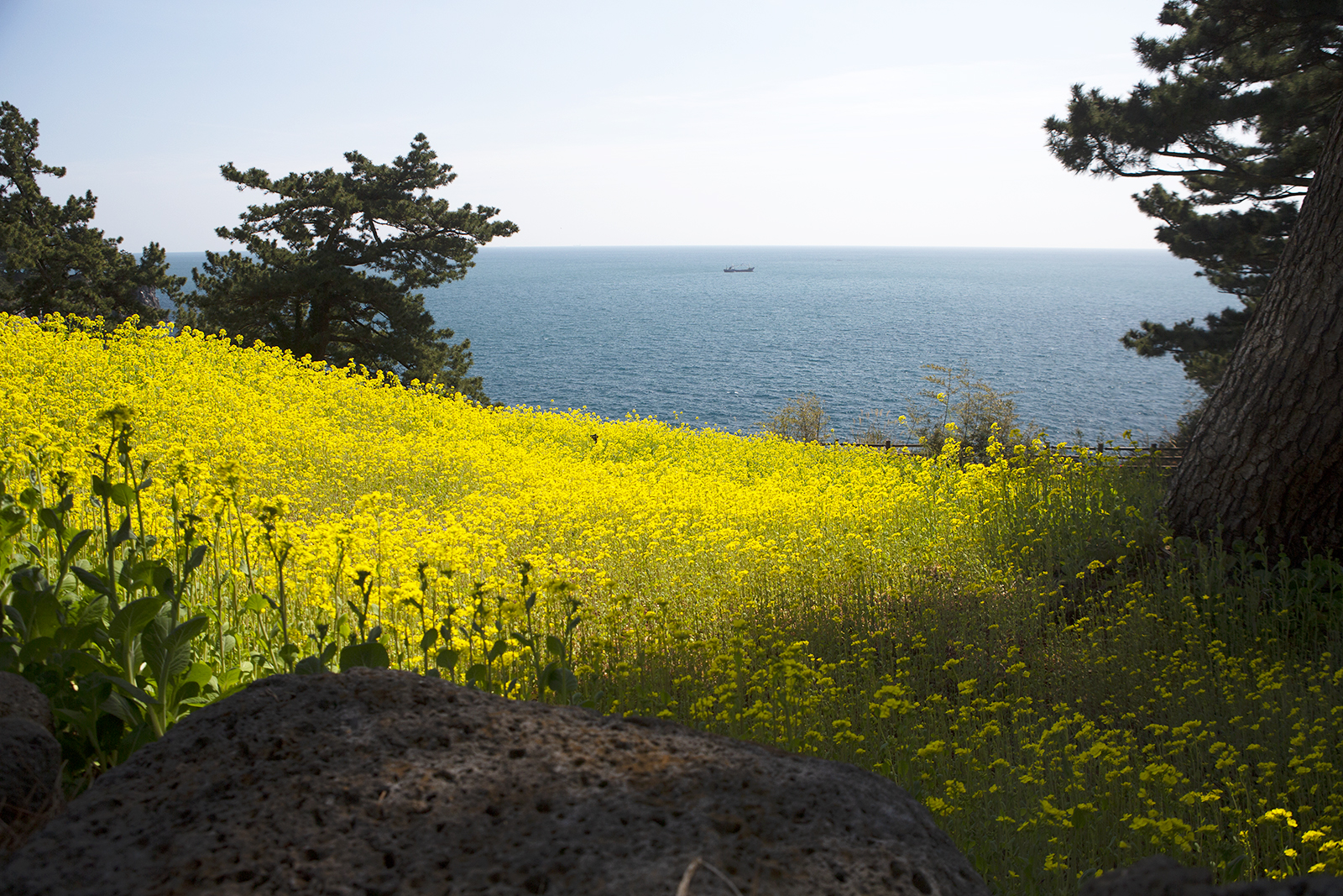 PHOTO BY  | Canon EOS 5D Mark III | 2024:03:13 12:52:26 | ISO-400 | 1/800 sec | f 6.3 | 25 mm | EV=-0.3 | ● WIDTH:1600 pixels  HEIGHT:1067 pixels