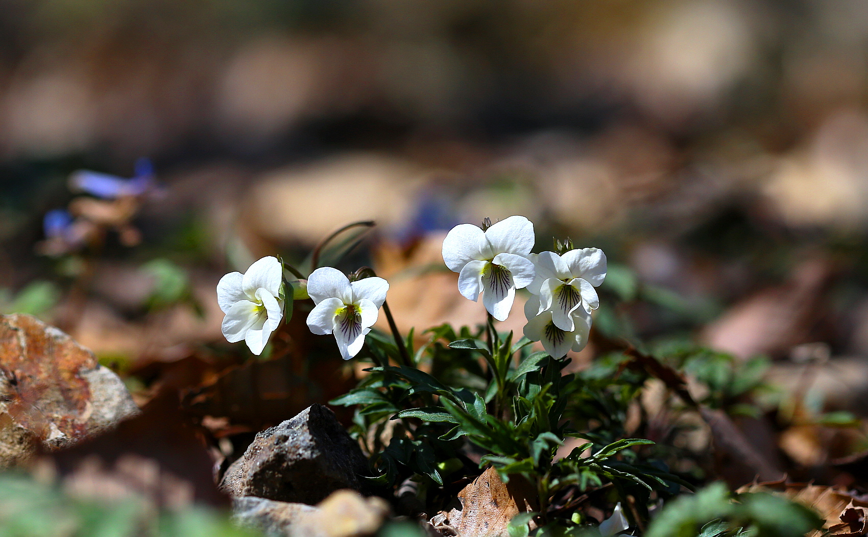 PHOTO BY  | Canon EOS 5D Mark III | 2024:03:20 12:26:41 | ISO-400 | 1/3200 sec | f 4 | 100 mm | EV=0 | ● WIDTH:1700 pixels  HEIGHT:1053 pixels