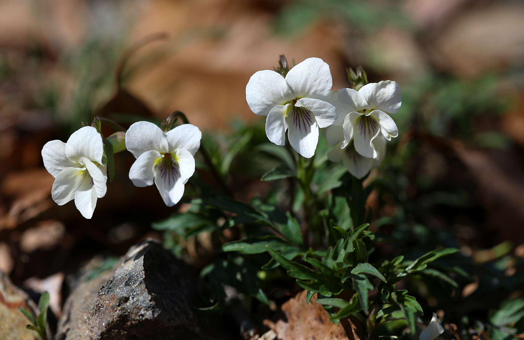 PHOTO BY  | Canon EOS 5D Mark III | 2024:03:20 12:26:14 | ISO-400 | 1/1600 sec | f 4.5 | 100 mm | EV=0 | ● WIDTH:1700 pixels  HEIGHT:1104 pixels