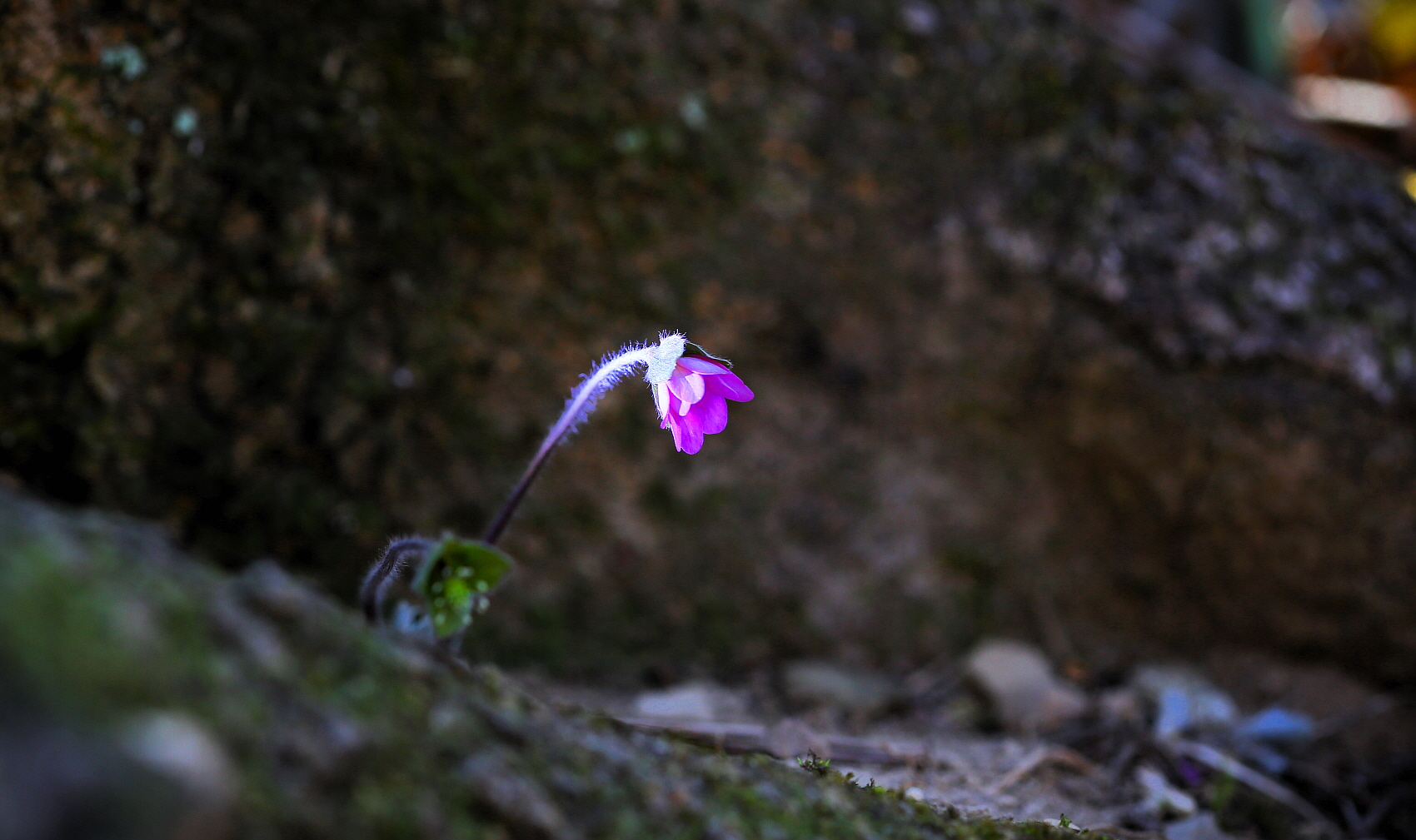 PHOTO BY  | Canon EOS 5D Mark III | 2024:03:20 11:56:05 | ISO-400 | 1/320 sec | f 4.5 | 100 mm | EV=0 | ● WIDTH:1700 pixels  HEIGHT:1009 pixels