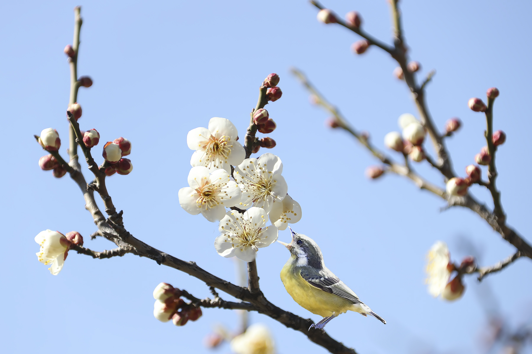 PHOTO BY HNalim | Canon EOS 7D Mark II | 2024:03:16 16:10:29 | ISO-1000 | 1/4000 sec | f 8 | 340 mm | EV=0 | ● WIDTH:1800 pixels  HEIGHT:1200 pixels