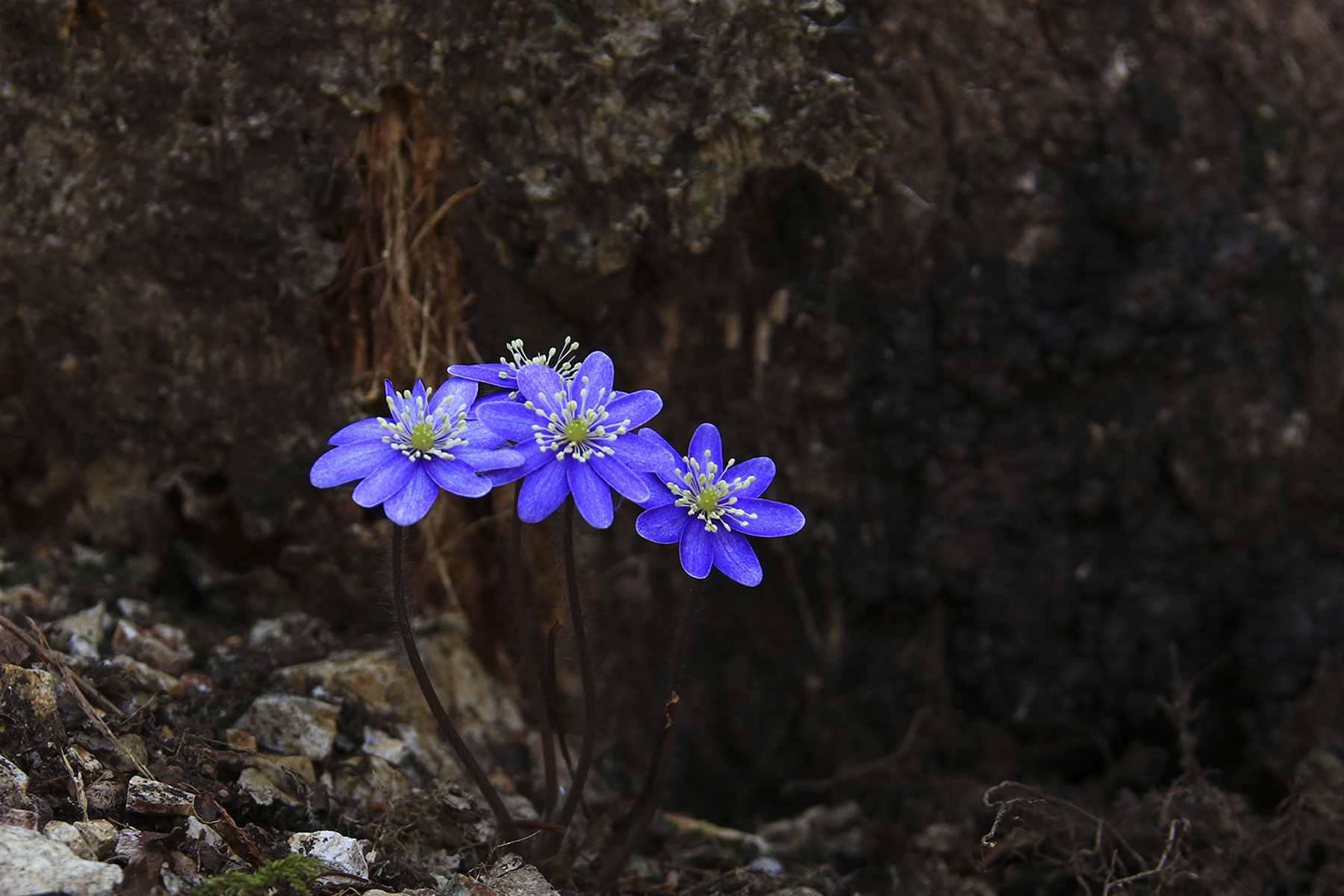 PHOTO BY HNalim | Canon EOS 7D Mark II | 2024:03:16 16:10:31 | ISO-1000 | 1/4000 sec | f 8 | 340 mm | EV=0 | ● WIDTH:1800 pixels  HEIGHT:1200 pixels