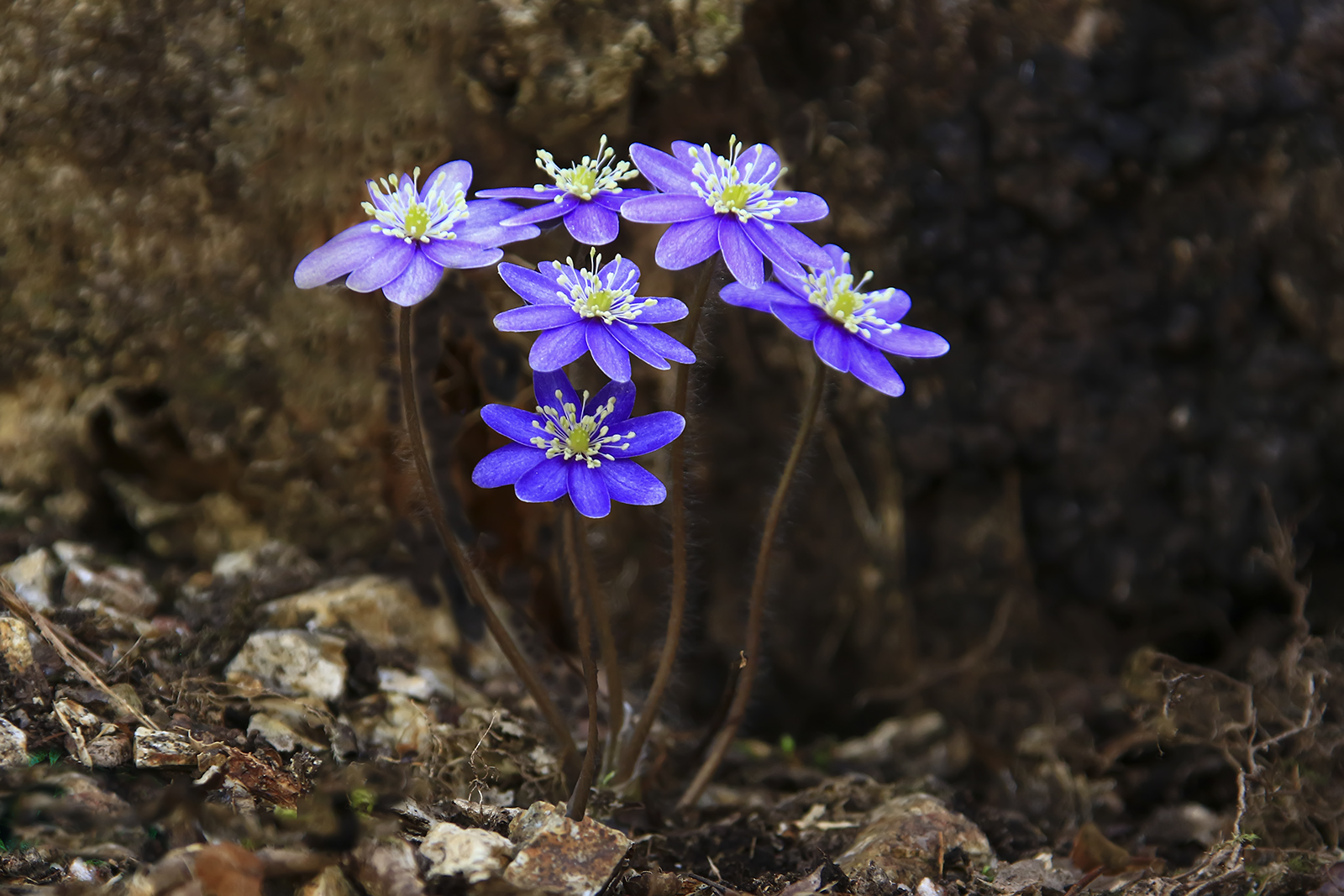 PHOTO BY HNalim | Canon EOS 7D Mark II | 2024:03:16 16:10:31 | ISO-1000 | 1/4000 sec | f 8 | 340 mm | EV=0 | ● WIDTH:1600 pixels  HEIGHT:1067 pixels