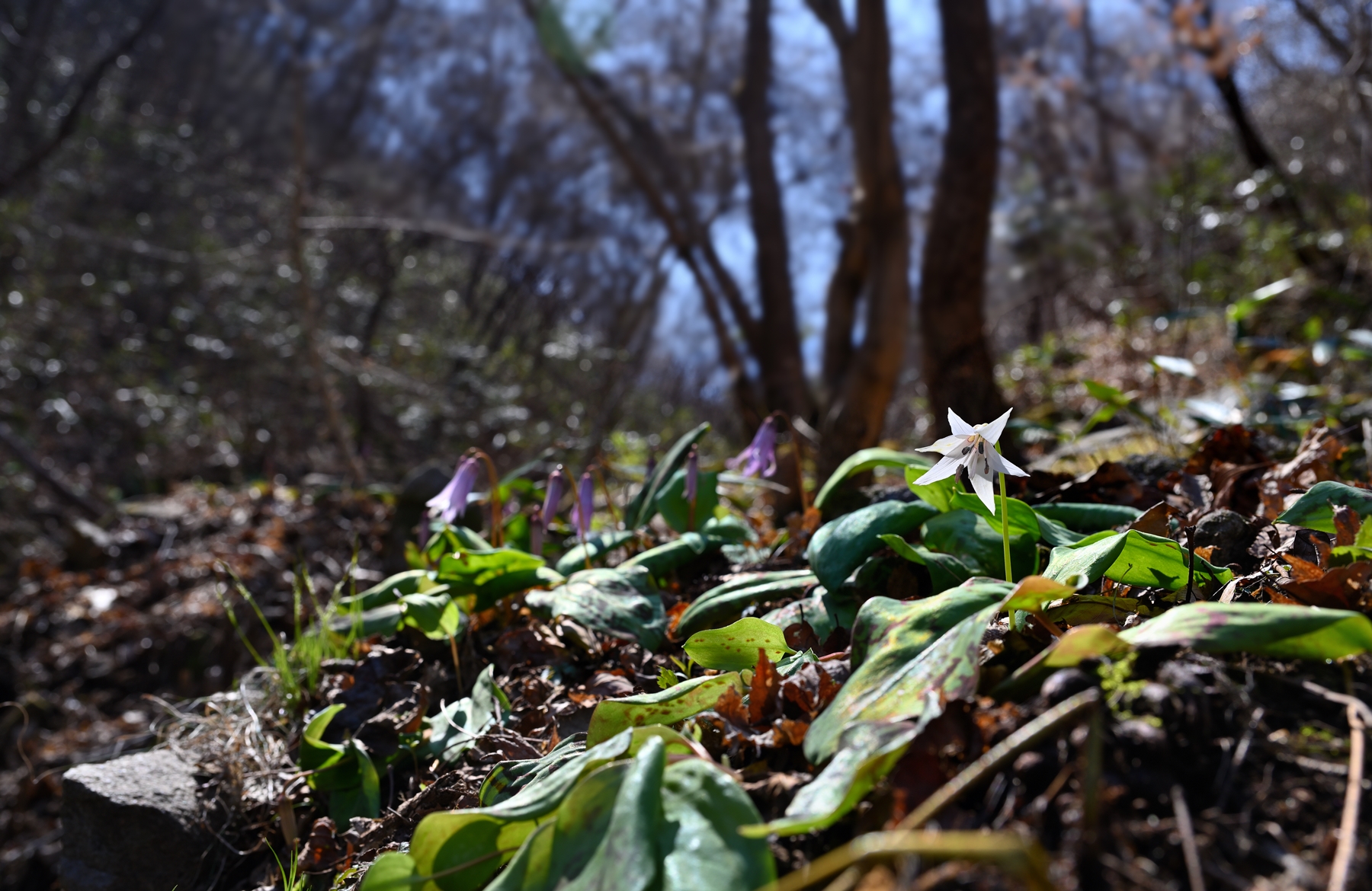 PHOTO BY  | NIKON Z 7_2 | 2024:03:21 12:39:27 | ISO-80 | 625/100000 sec | f 8 | 39 mm | EV=0 | ● WIDTH:8094 pixels  HEIGHT:5261 pixels