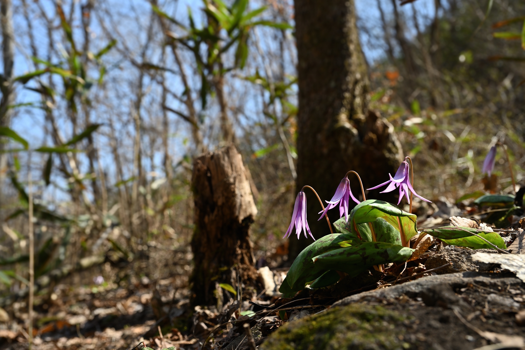 PHOTO BY  | NIKON Z 7_2 | 2024:03:21 12:42:03 | ISO-100 | 5/1000 sec | f 7.1 | 42 mm | EV=0 | ● WIDTH:8256 pixels  HEIGHT:5504 pixels