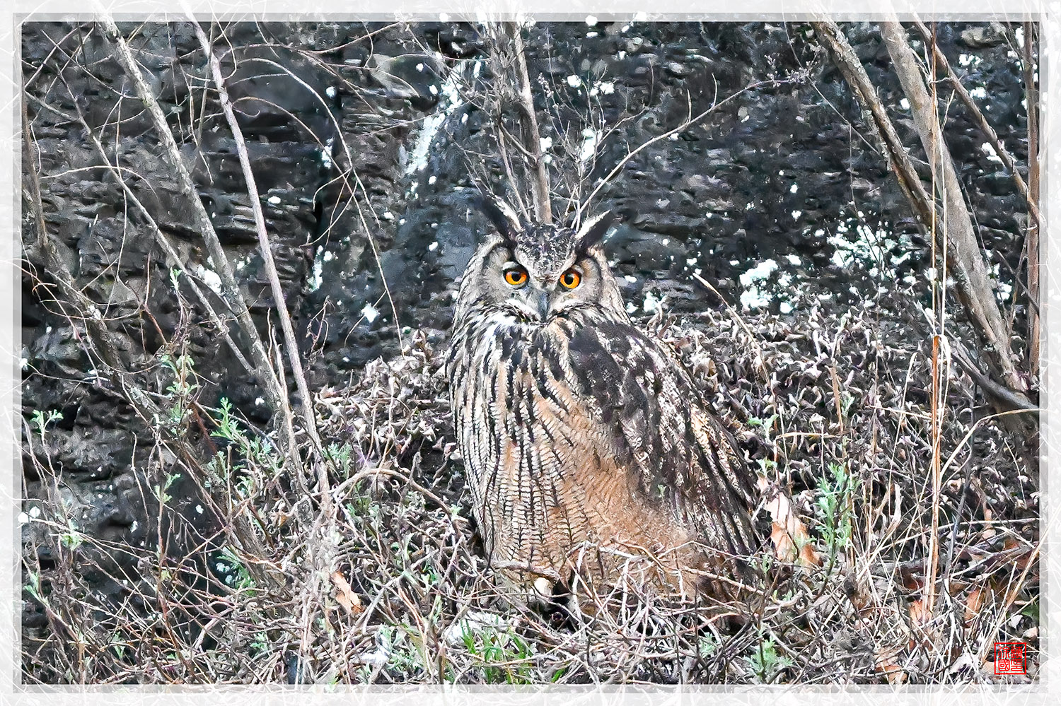 PHOTO BY  | NIKON Z 9 | 2024:03:21 18:26:08 | ISO-20000 | 1/800 sec | f 5.6 | 840 mm | EV=0.3 | ● WIDTH:1500 pixels  HEIGHT:999 pixels