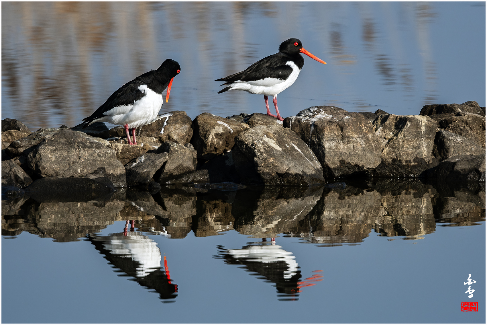 PHOTO BY  | NIKON D500 | 2024:03:21 08:25:15 | ISO-800 | 1/2500 sec | f 8 | 700 mm | EV=-0.3 | ● WIDTH:1700 pixels  HEIGHT:1133 pixels