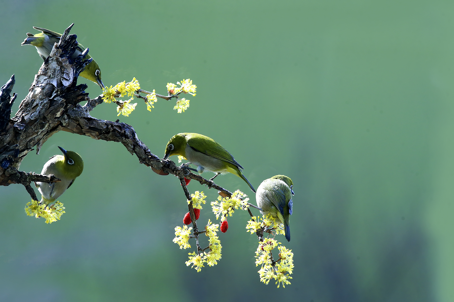 PHOTO BY HNalim | Canon EOS 7D Mark II | 2024:03:16 16:10:30 | ISO-1000 | 1/4000 sec | f 8 | 340 mm | EV=0 | ● WIDTH:1800 pixels  HEIGHT:1200 pixels