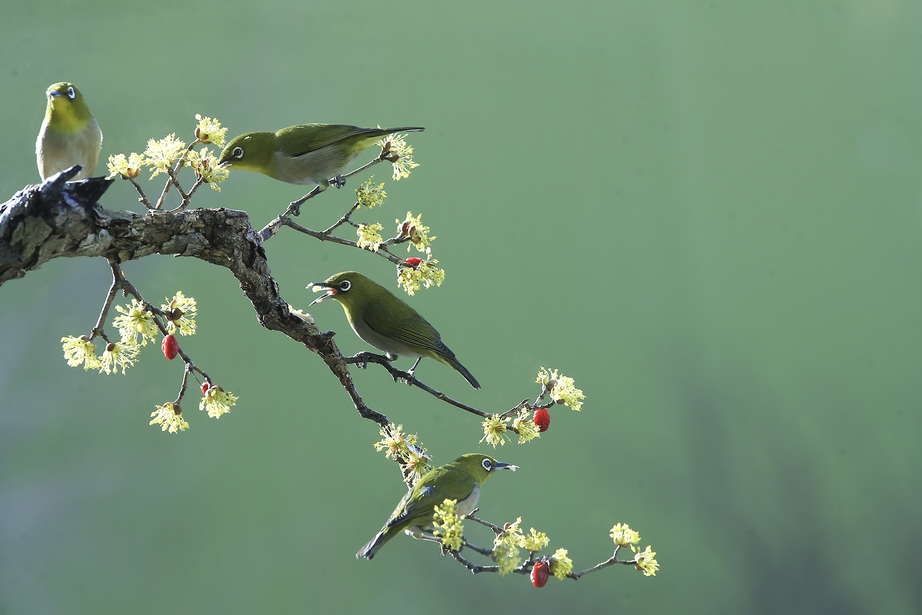 PHOTO BY HNalim | Canon EOS 7D Mark II | 2024:03:16 16:10:30 | ISO-1000 | 1/4000 sec | f 8 | 340 mm | EV=0 | ● WIDTH:1800 pixels  HEIGHT:1200 pixels