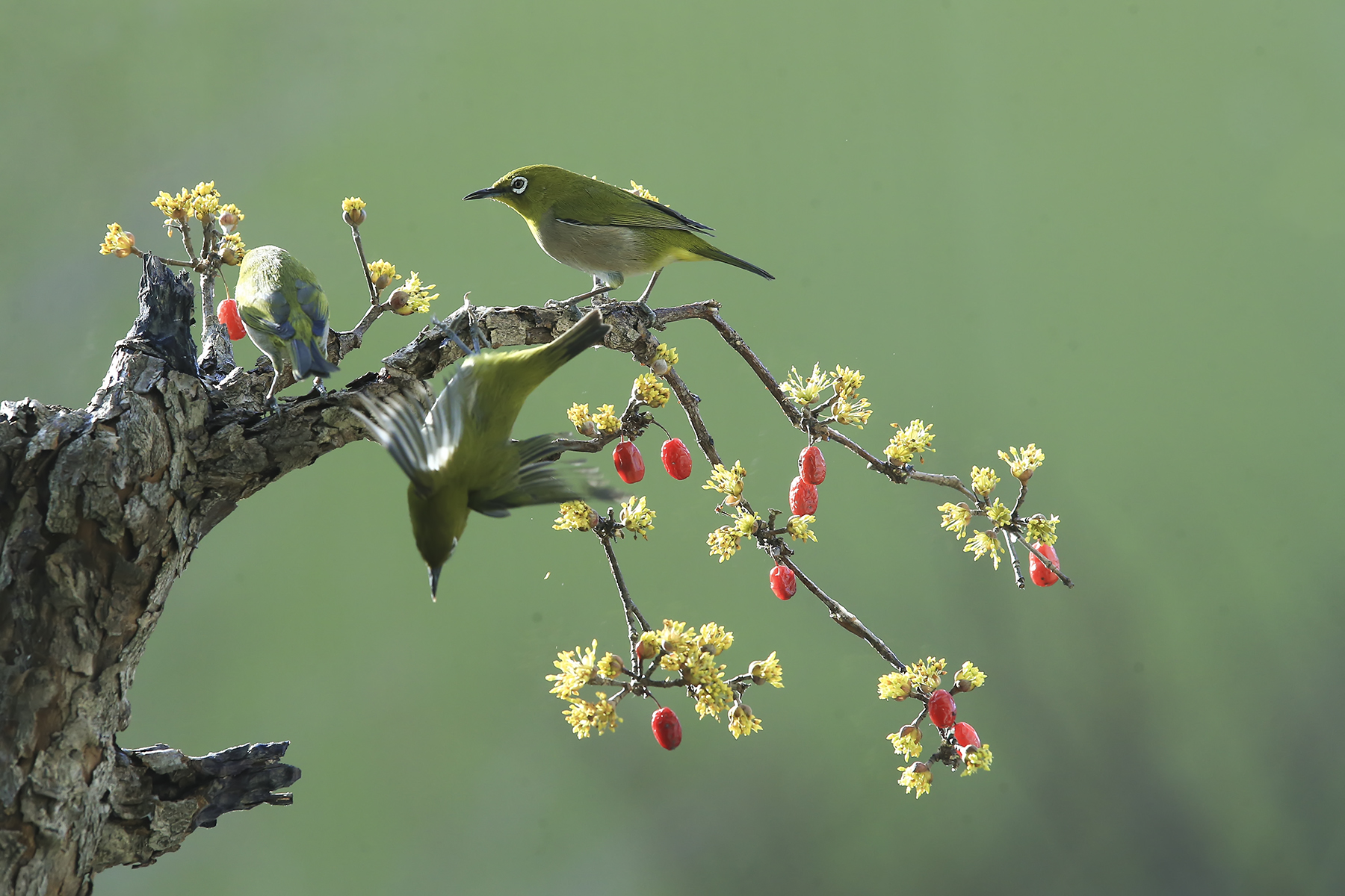 PHOTO BY HNalim | Canon EOS 7D Mark II | 2024:03:16 16:10:30 | ISO-1000 | 1/4000 sec | f 8 | 340 mm | EV=0 | ● WIDTH:1800 pixels  HEIGHT:1200 pixels