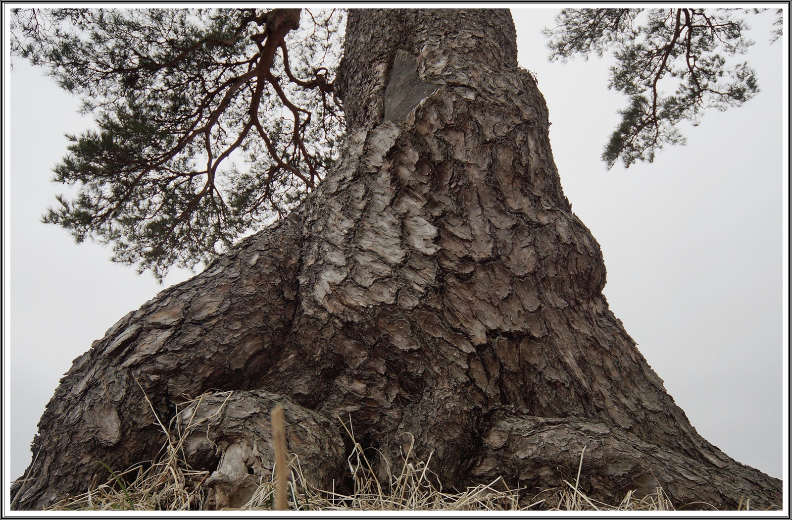 PHOTO BY  | SLT-A77V | 2024:03:23 12:02:40 | ISO-320 | 1/1600 sec | f 5.6 | 12 mm | EV=0.3 | ● WIDTH:4240 pixels  HEIGHT:2832 pixels