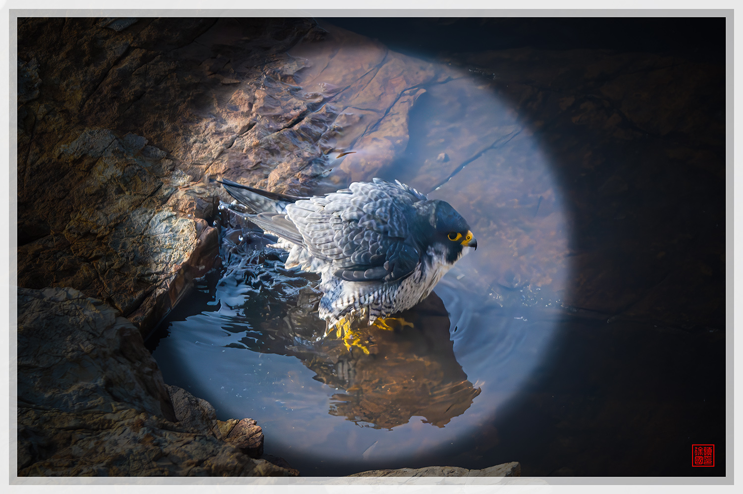 PHOTO BY  | NIKON Z 9 | 2024:03:23 07:42:19 | ISO-1600 | 1/2000 sec | f 5.6 | 840 mm | EV=0.3 | ● WIDTH:1500 pixels  HEIGHT:999 pixels