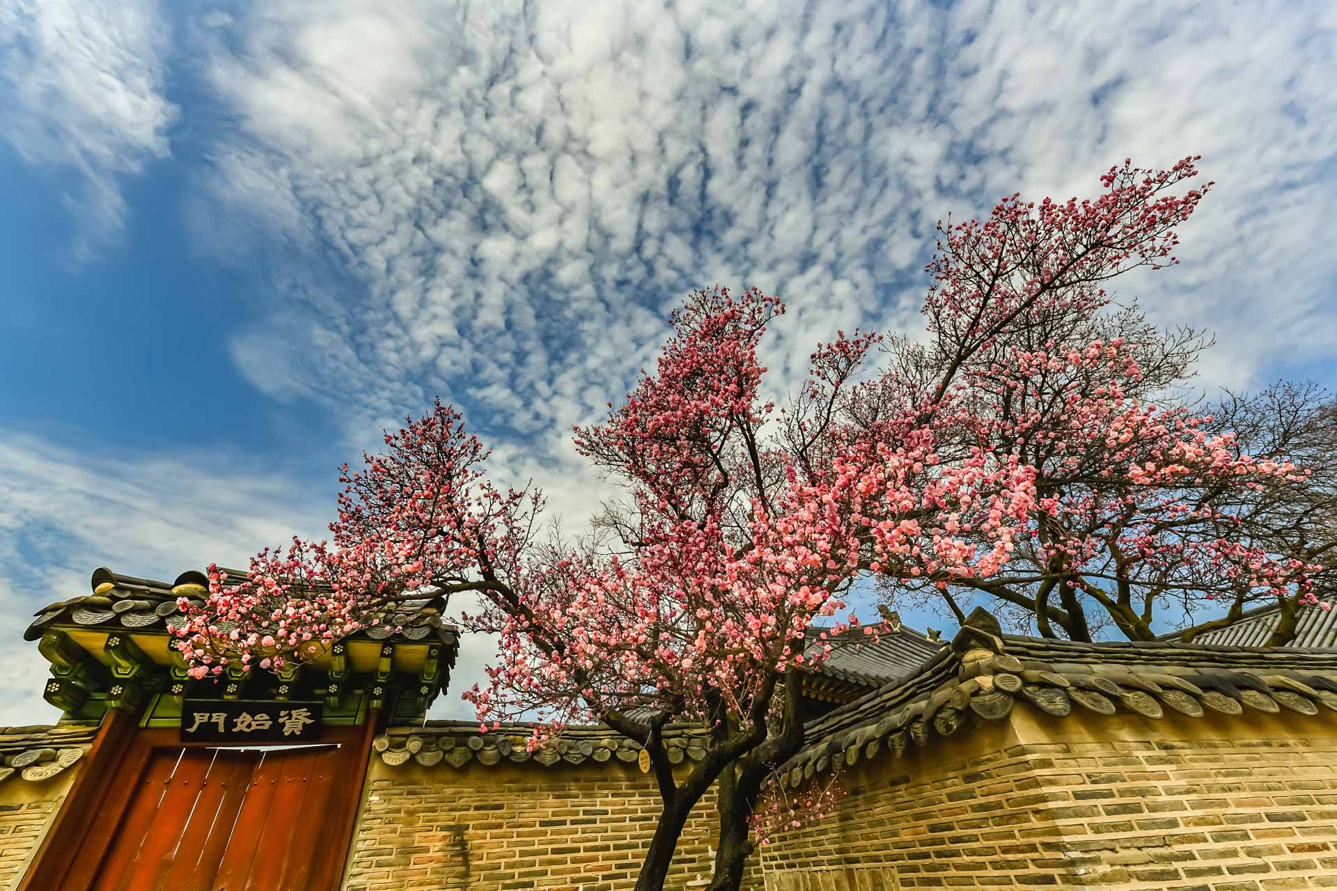 PHOTO BY Jae Ik Lee | NIKON D850 | 2024:03:24 10:58:37 | ISO-250 | 1/500 sec | f 11 | 14 mm | EV=0 | ● WIDTH:  HEIGHT: