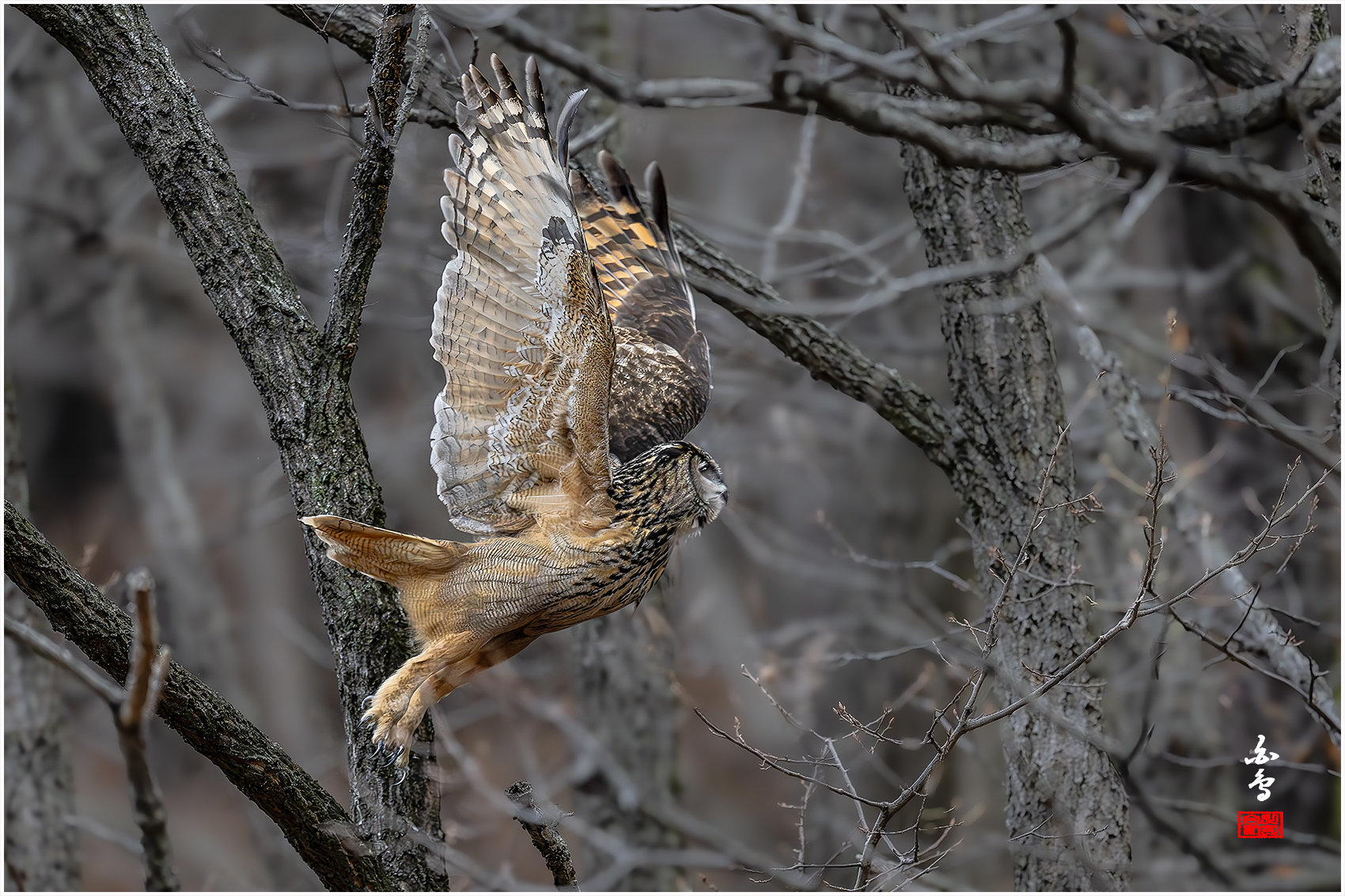 PHOTO BY  | NIKON Z 9 | 2024:03:26 17:07:35 | ISO-8000 | 1/1600 sec | f 4 | 600 mm | EV=-0.3 | ● WIDTH:1700 pixels  HEIGHT:1133 pixels