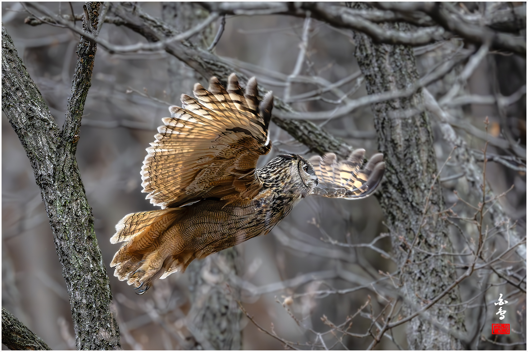 PHOTO BY  | NIKON Z 9 | 2024:03:26 17:07:35 | ISO-8000 | 1/1600 sec | f 4 | 600 mm | EV=-0.3 | ● WIDTH:1700 pixels  HEIGHT:1133 pixels