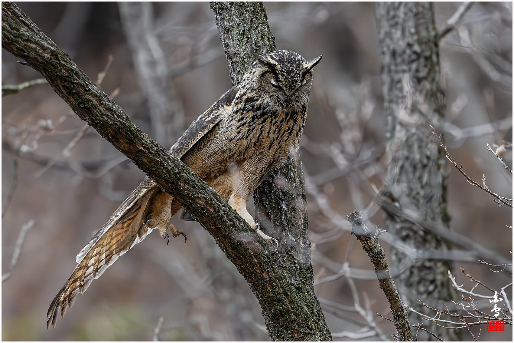 PHOTO BY  | NIKON Z 9 | 2024:03:26 16:55:43 | ISO-6400 | 1/1600 sec | f 4 | 600 mm | EV=-0.3 | ● WIDTH:1700 pixels  HEIGHT:1133 pixels