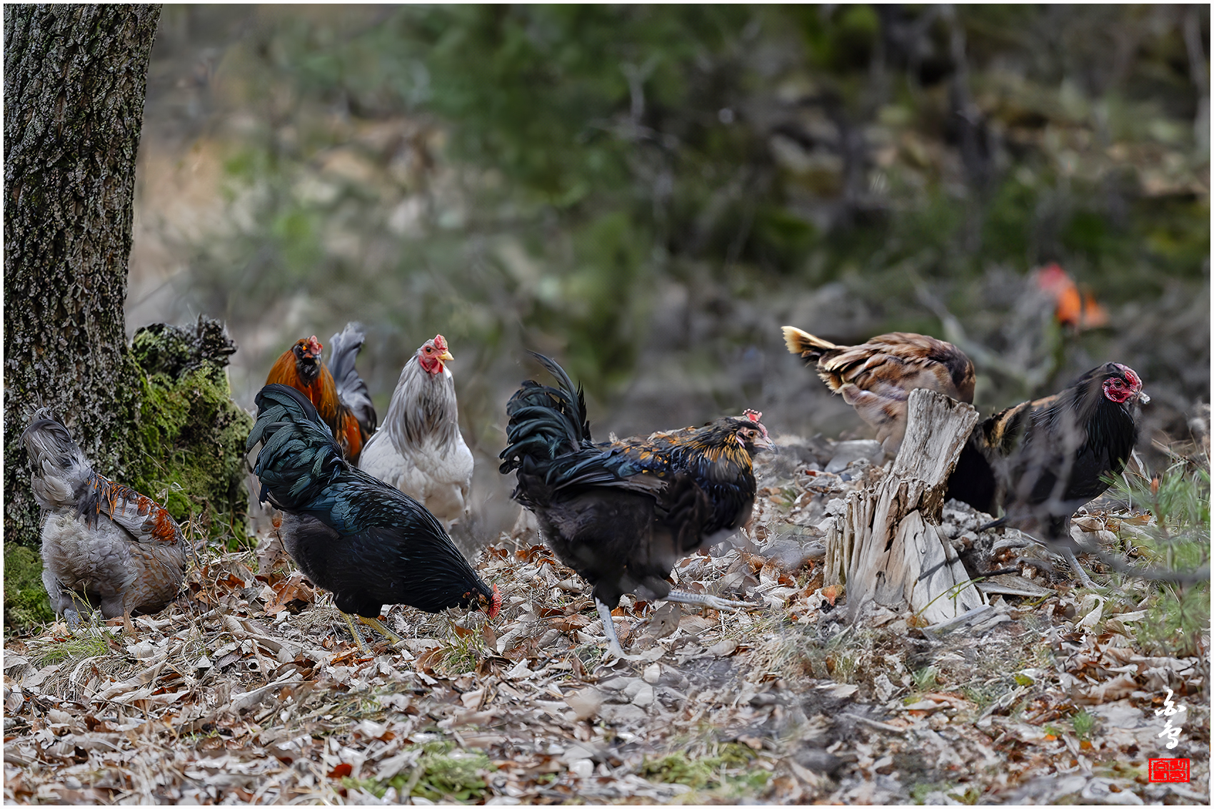 PHOTO BY  | NIKON Z 9 | 2024:03:26 17:12:39 | ISO-8000 | 1/1600 sec | f 4 | 600 mm | EV=-0.3 | ● WIDTH:1700 pixels  HEIGHT:1133 pixels